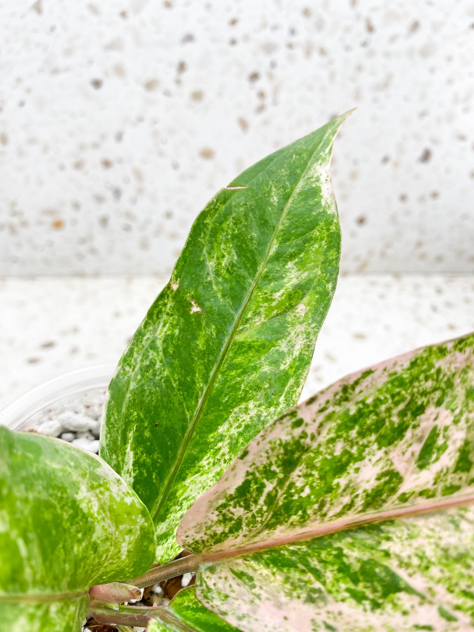 Anthurium Renaissance  Pink Variegated Multiple Options