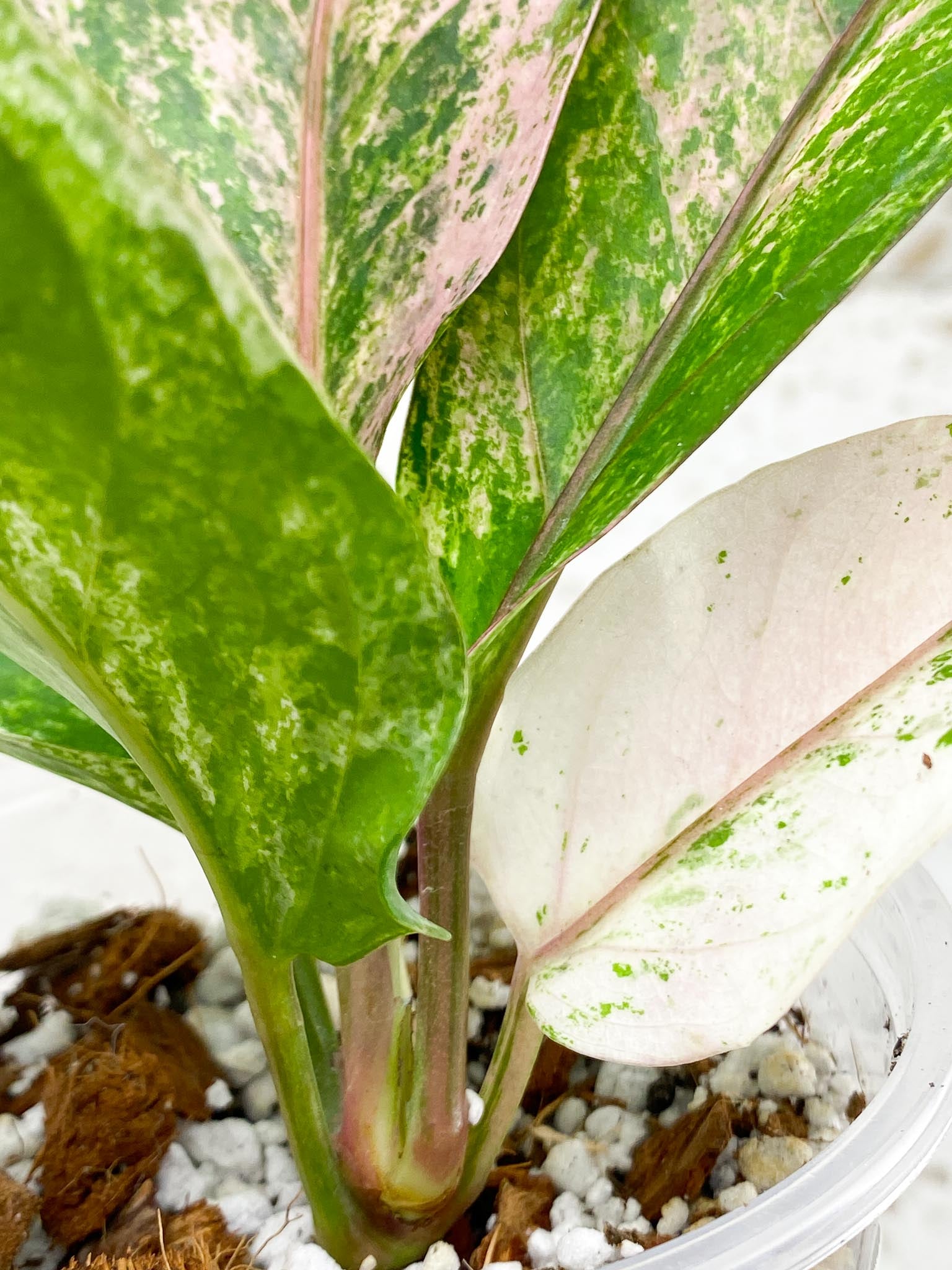 Anthurium Renaissance  Pink Variegated Multiple Options