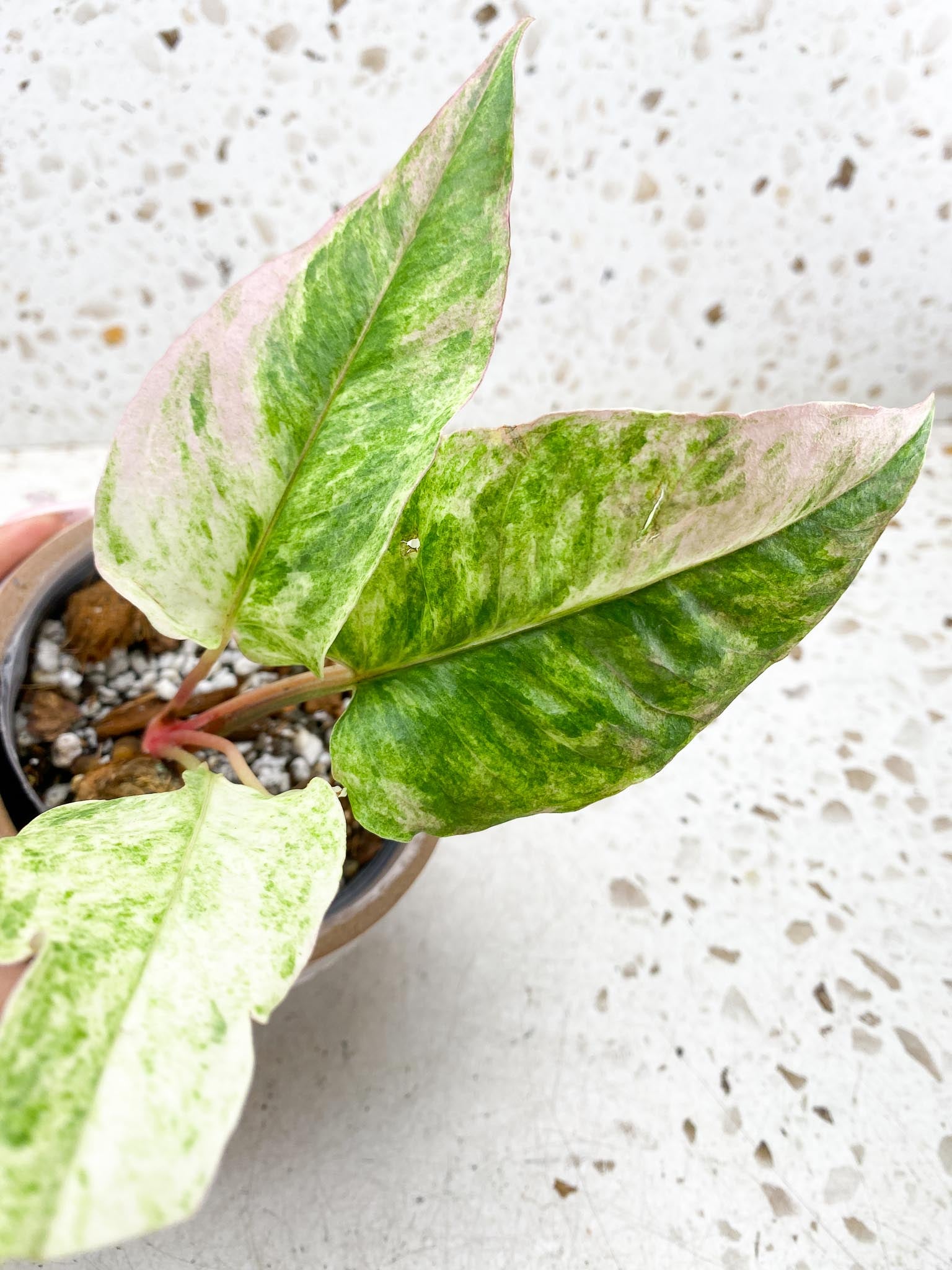 Anthurium Renaissance  Pink Variegated Multiple Options