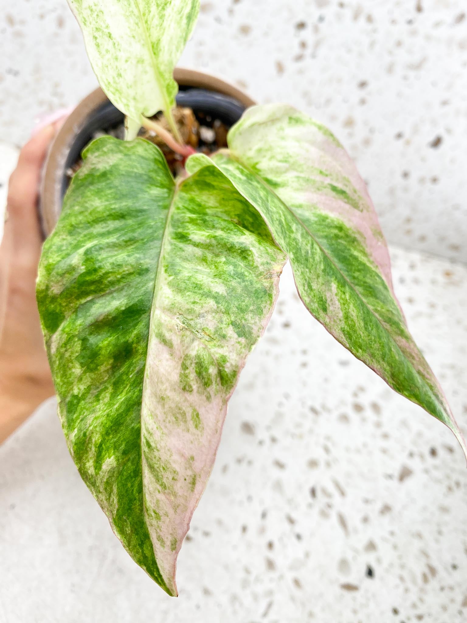 Anthurium Renaissance  Pink Variegated Multiple Options