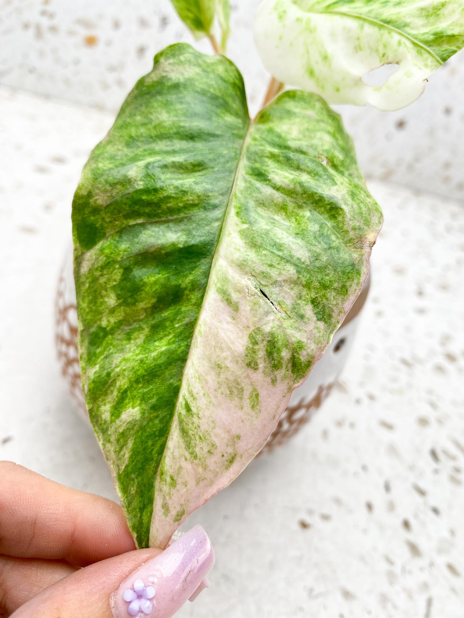 Anthurium Renaissance  Pink Variegated Multiple Options