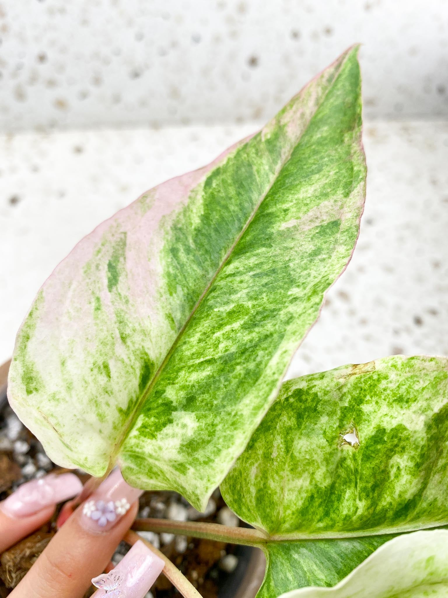 Anthurium Renaissance  Pink Variegated Multiple Options