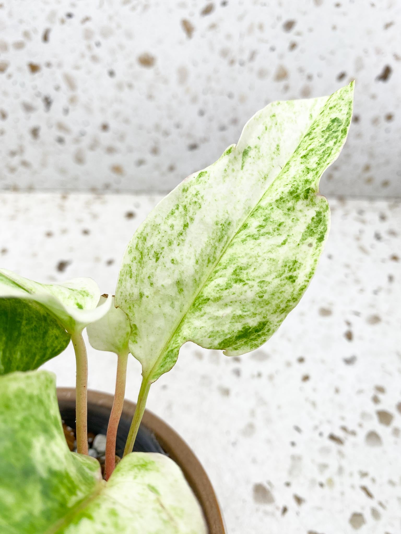 Anthurium Renaissance  Pink Variegated Multiple Options