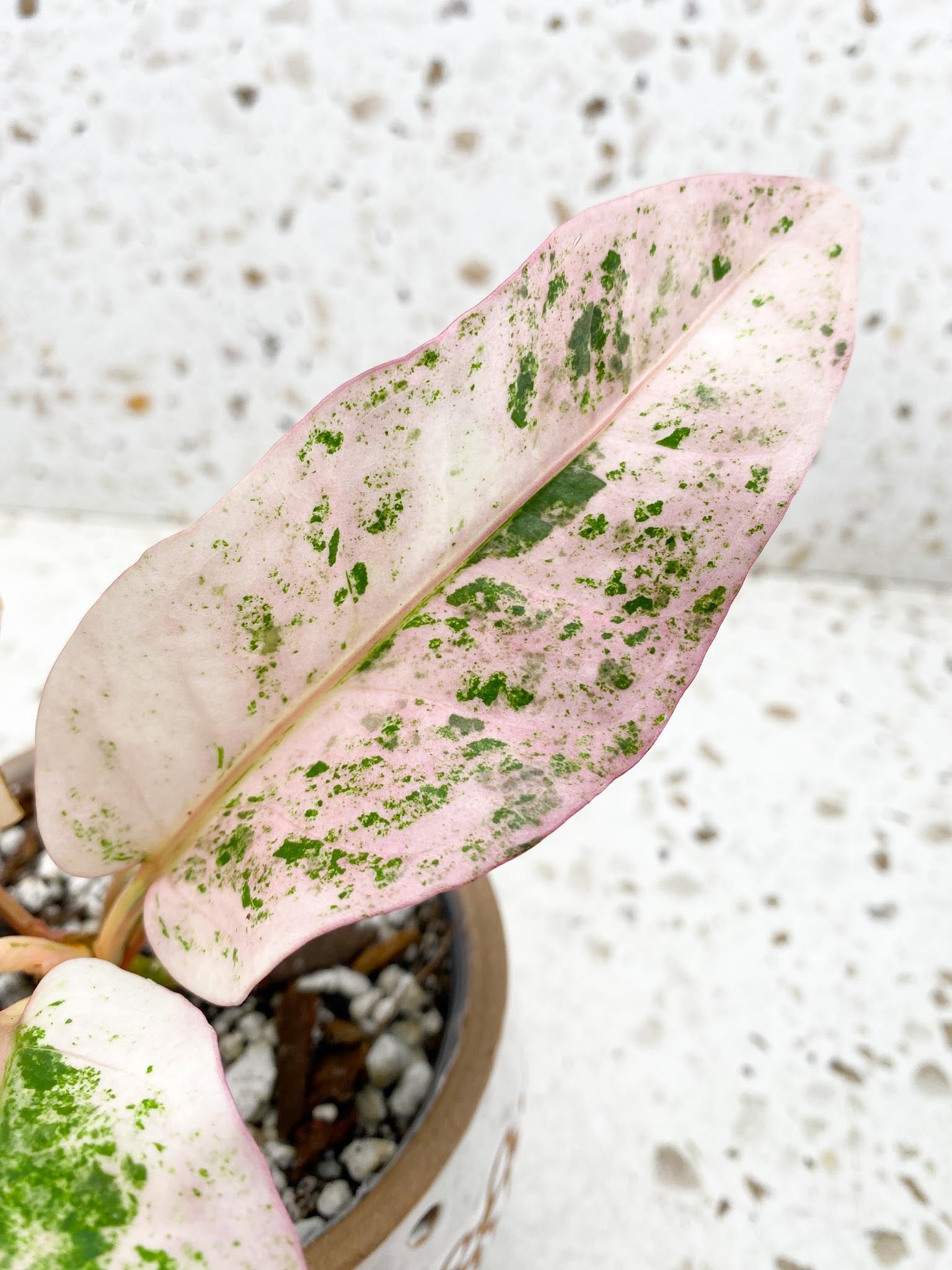 Anthurium Renaissance  Pink Variegated Multiple Options