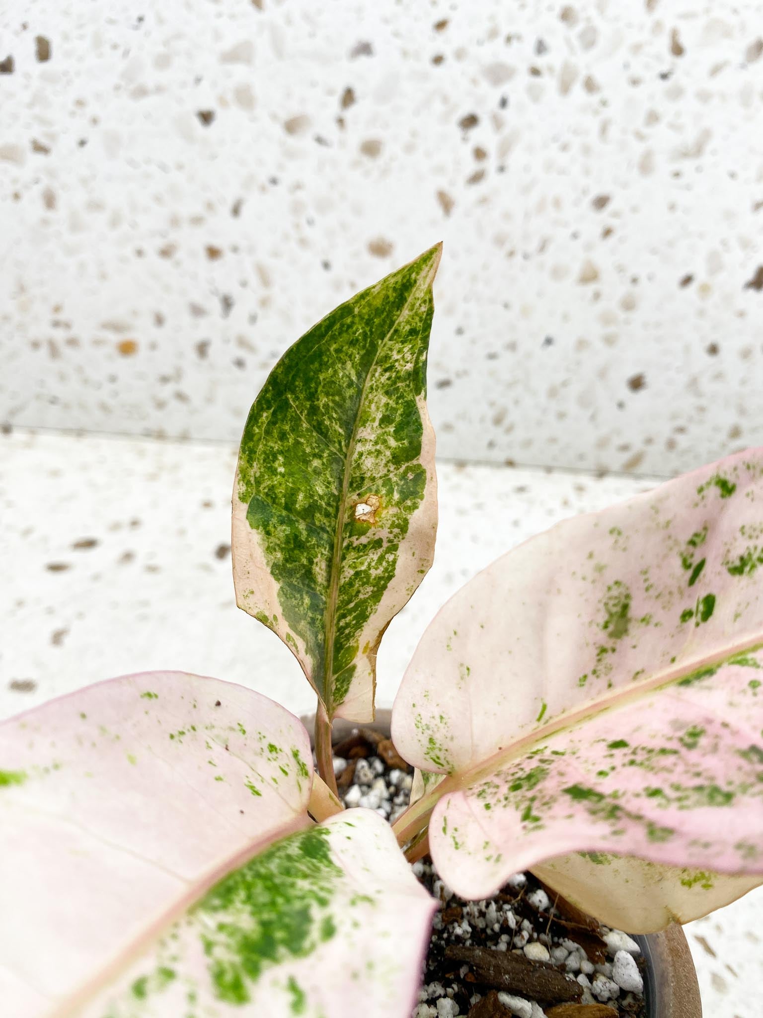 Anthurium Renaissance  Pink Variegated Multiple Options