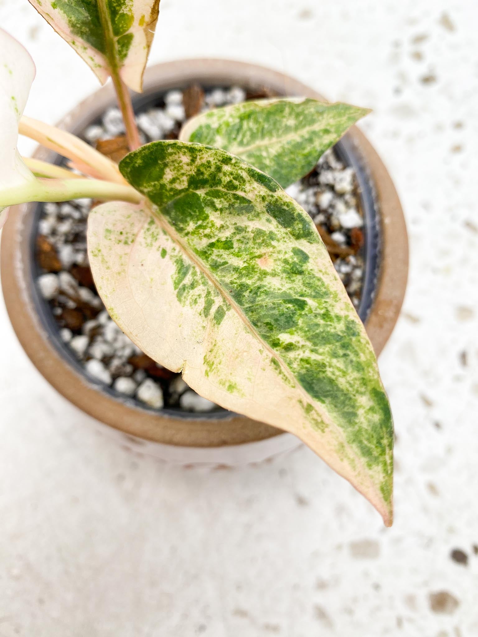 Anthurium Renaissance  Pink Variegated Multiple Options