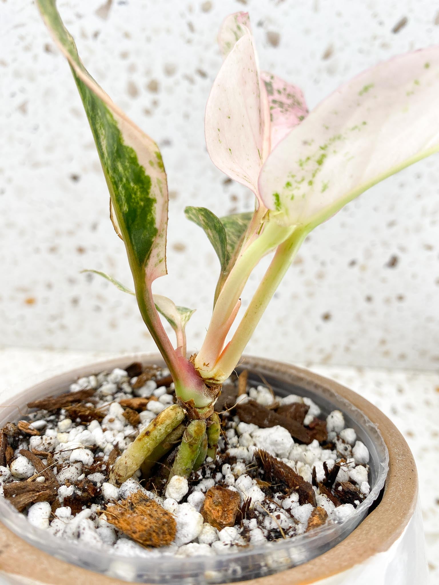 Anthurium Renaissance  Pink Variegated Multiple Options