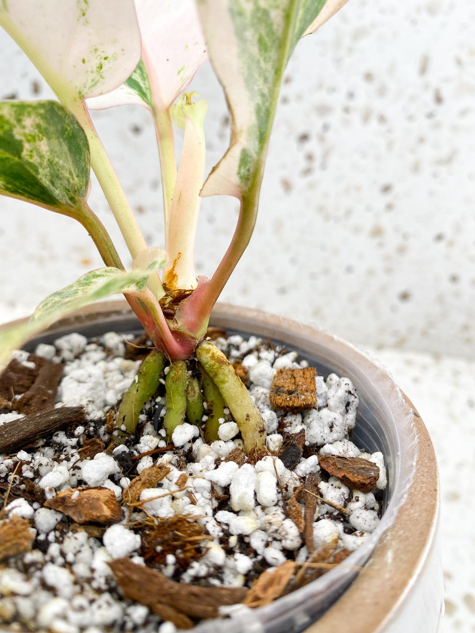 Anthurium Renaissance  Pink Variegated Multiple Options