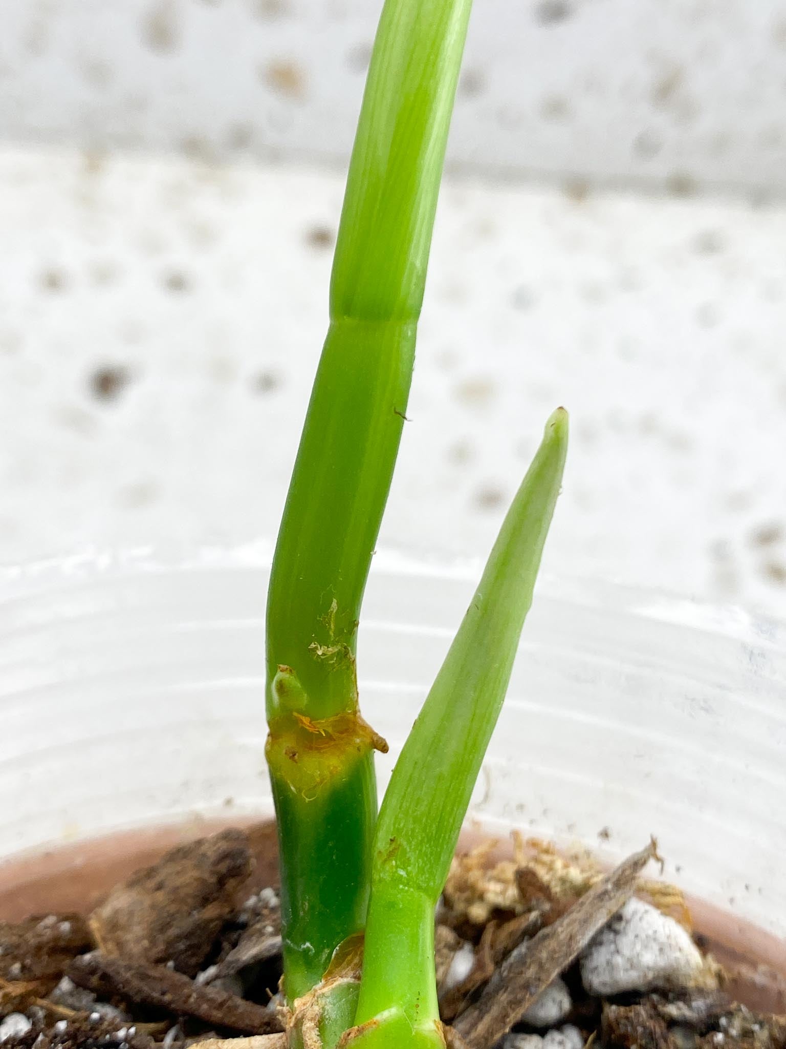 *Philodendron Melanochrysum Variegated 3 Nodes  2 Sprouts Rooted