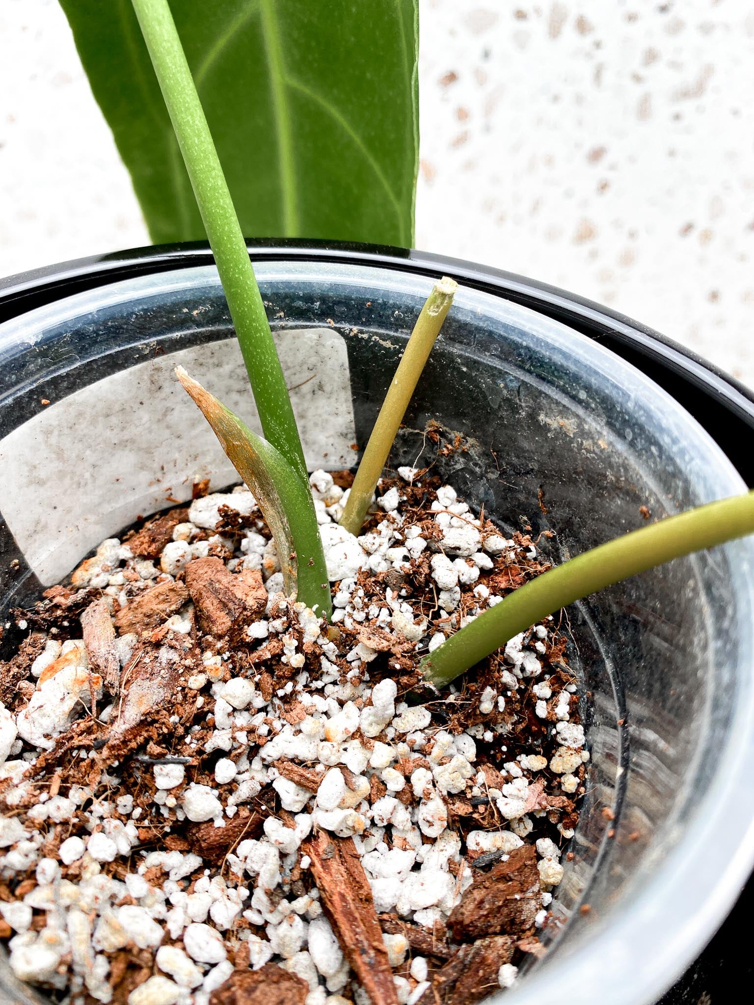 *Anthurium Warocqueanum Super narrow dark  Leaves  2 Nodes  Rooted