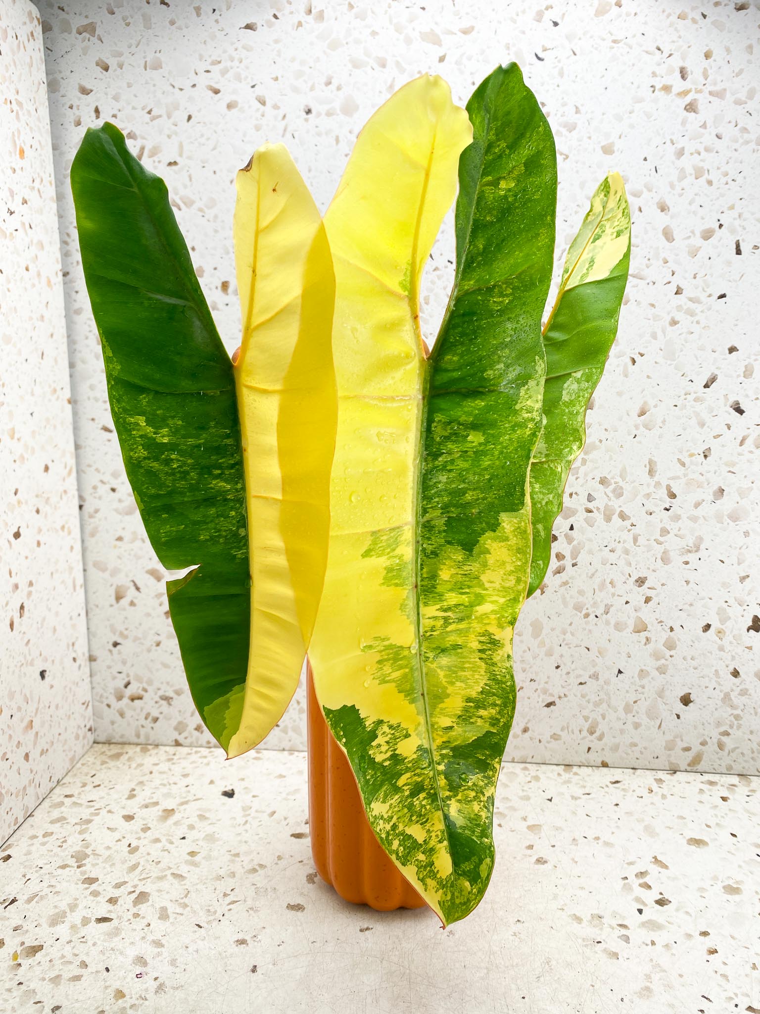 Philodendron Billietiae Variegated 3 Leaves  4 Nodes  1 Sprout  Rooted