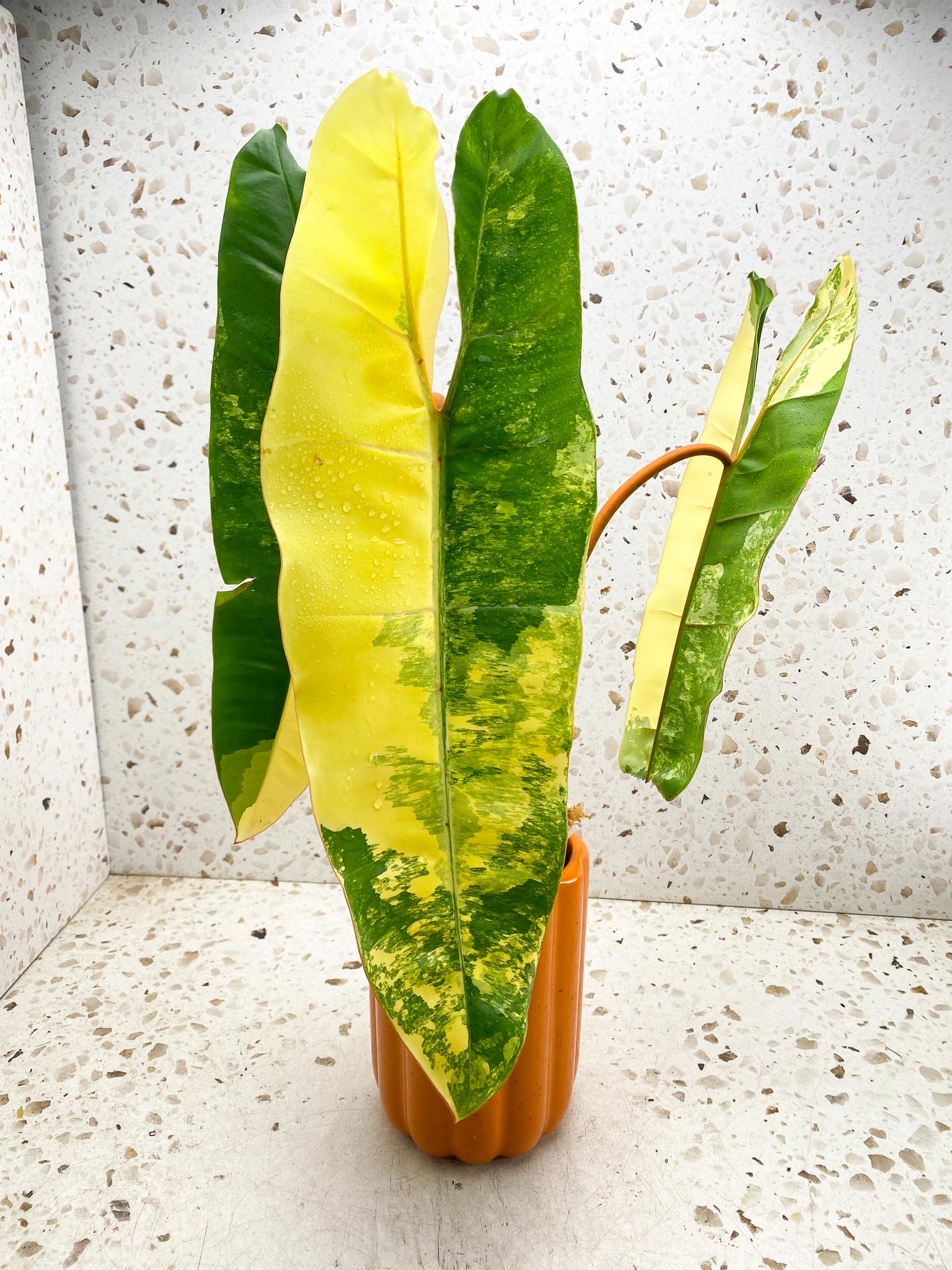 Philodendron Billietiae Variegated 3 Leaves  4 Nodes  1 Sprout  Rooted