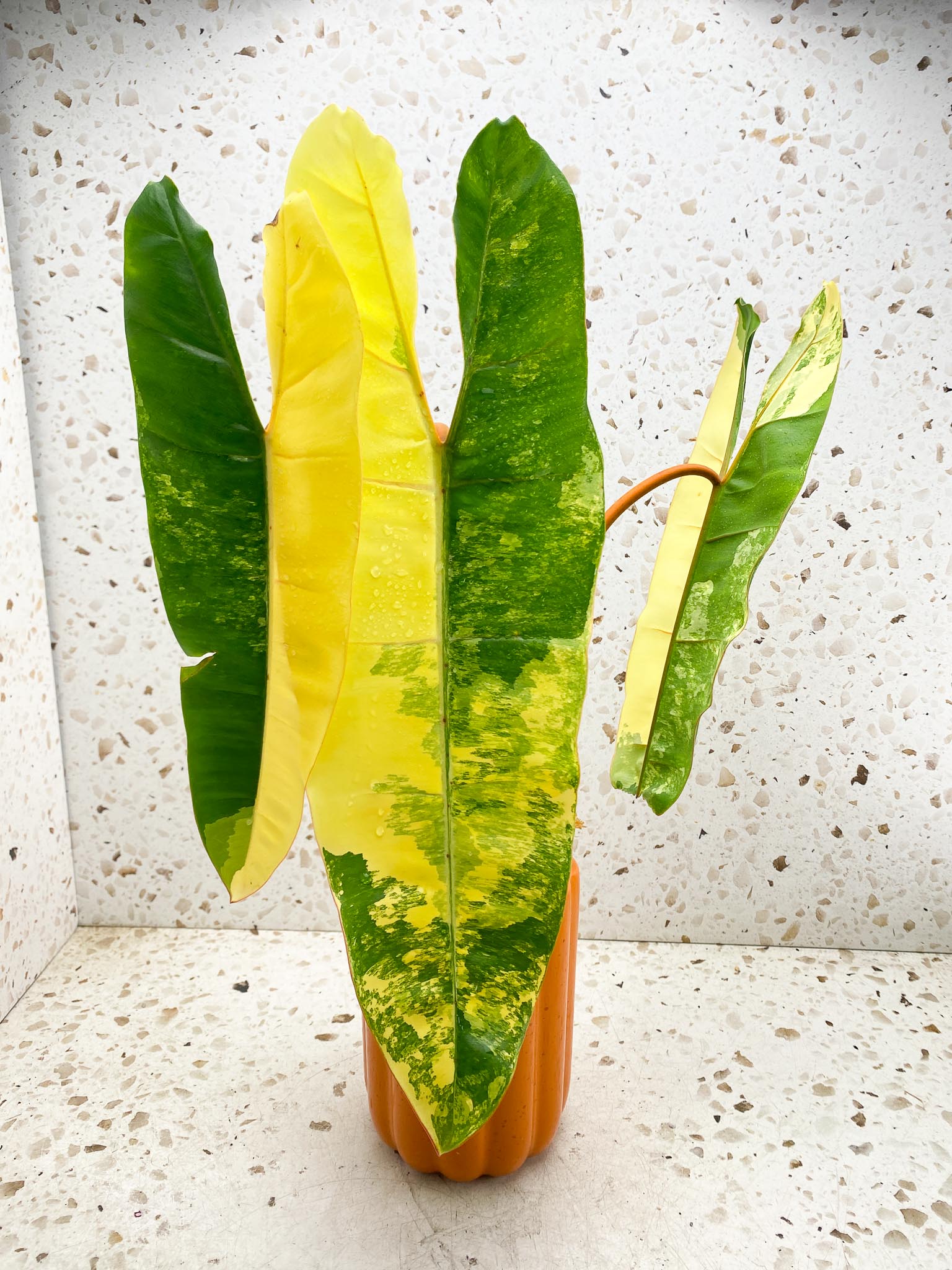 Philodendron Billietiae Variegated 3 Leaves  4 Nodes  1 Sprout  Rooted