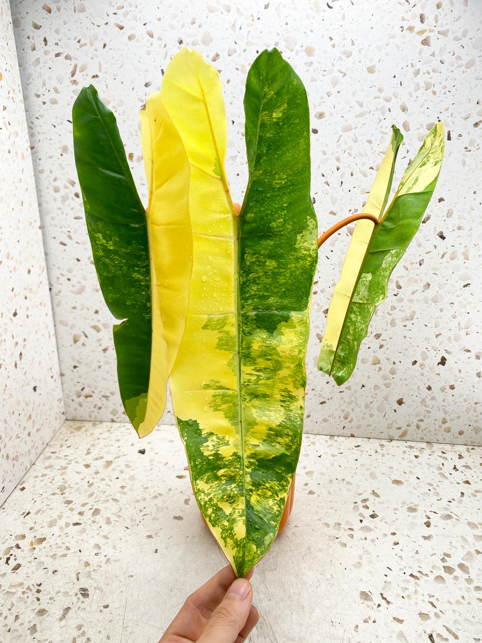 Philodendron Billietiae Variegated 3 Leaves  4 Nodes  1 Sprout  Rooted