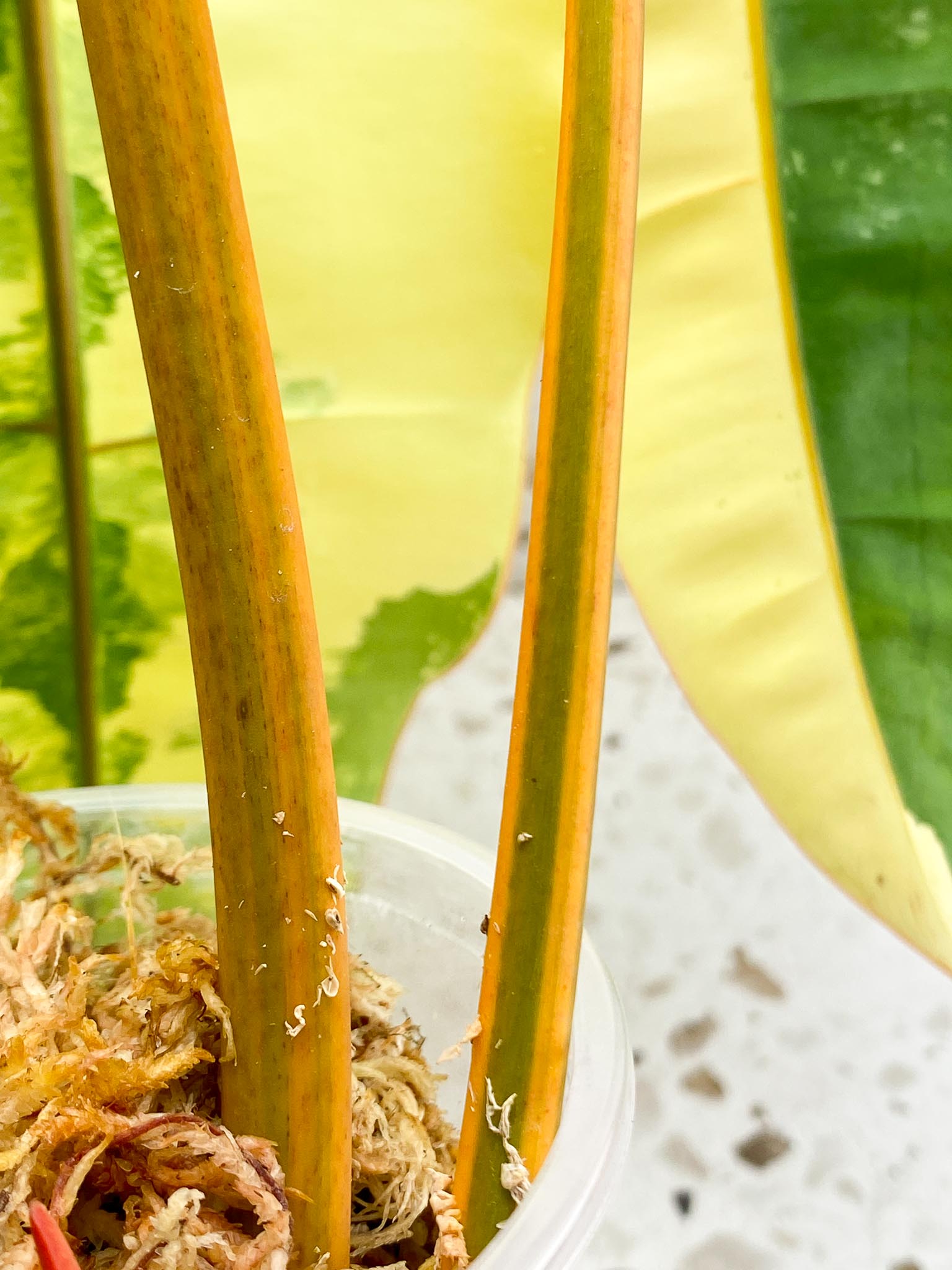 Philodendron Billietiae Variegated 3 Leaves  4 Nodes  1 Sprout  Rooted