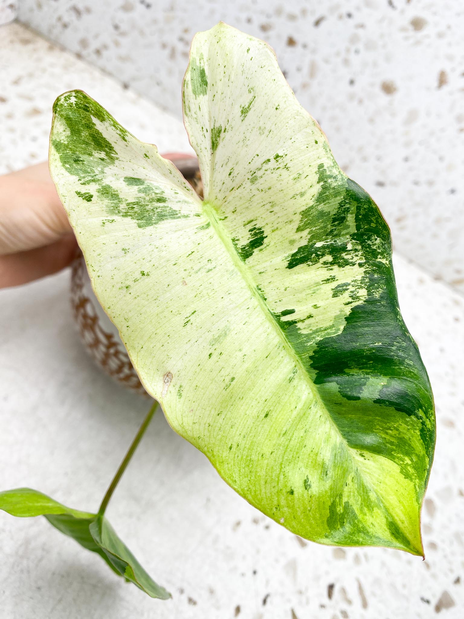 Philodendron  Burle marx White Snow Variegated 4 Leaves  5 Nodes  1 Sprout