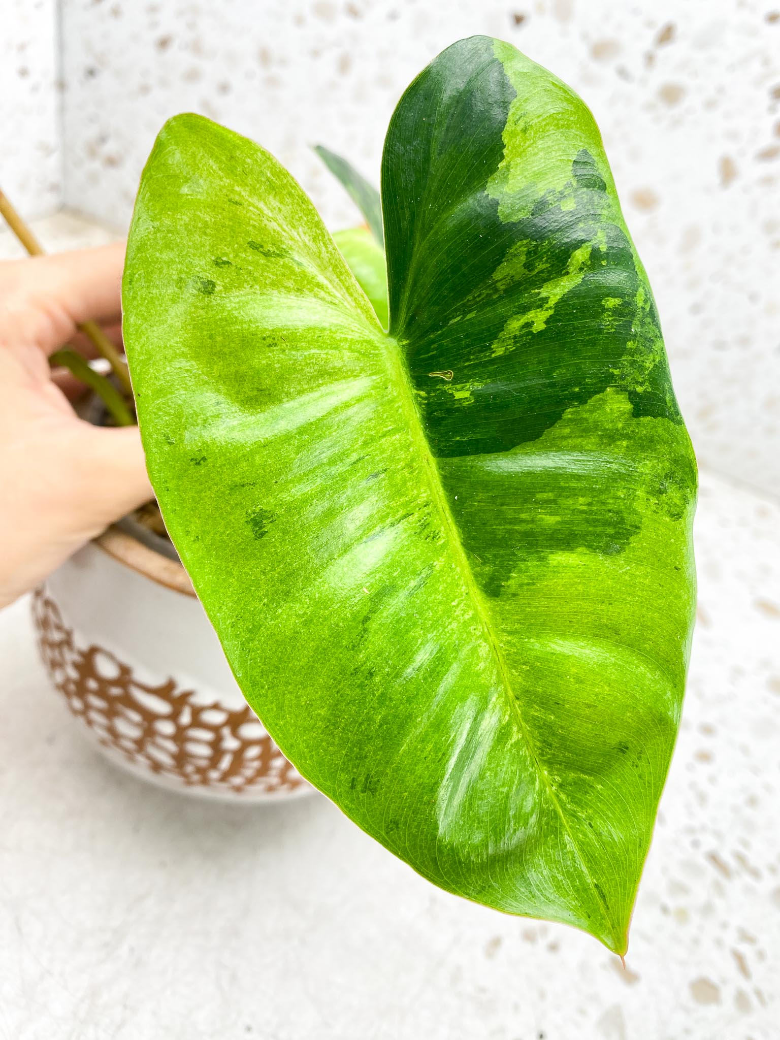 Philodendron  Burle marx White Snow Variegated 4 Leaves  5 Nodes  1 Sprout