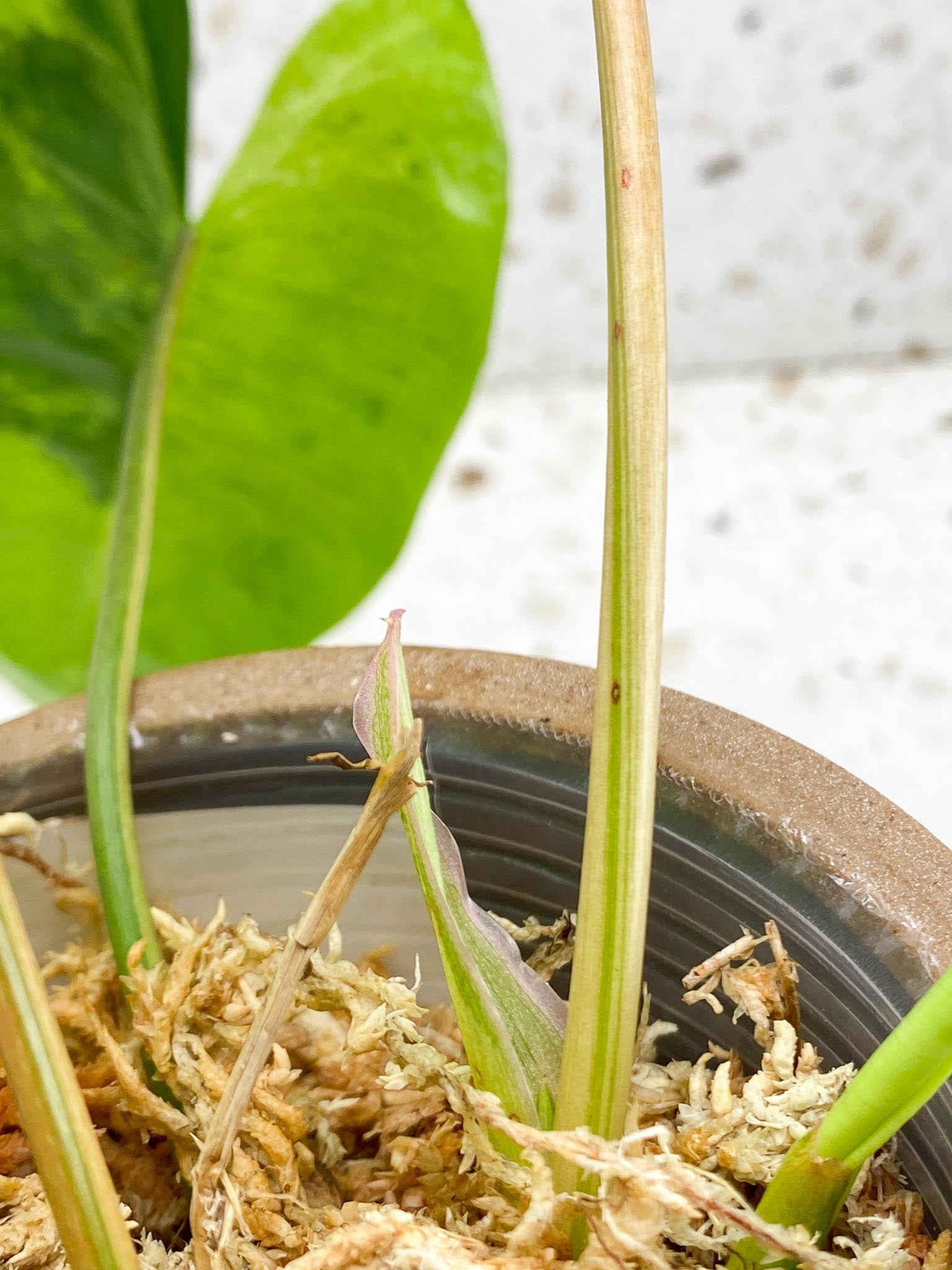 Philodendron  Burle marx White Snow Variegated 4 Leaves  5 Nodes  1 Sprout