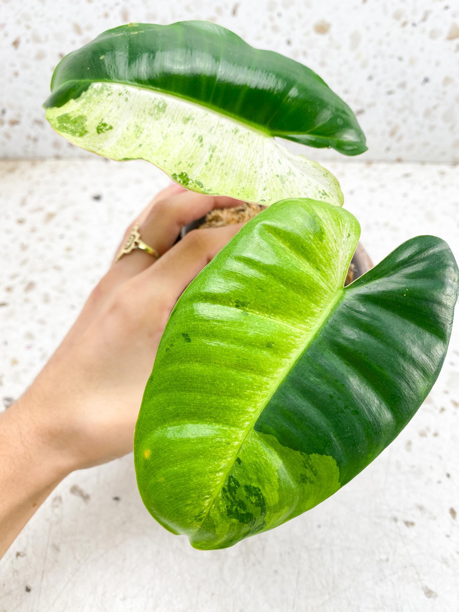 Philodendron  Burle marx White Snow Variegated 2 Leaves  3 Nodes  1 Sprout