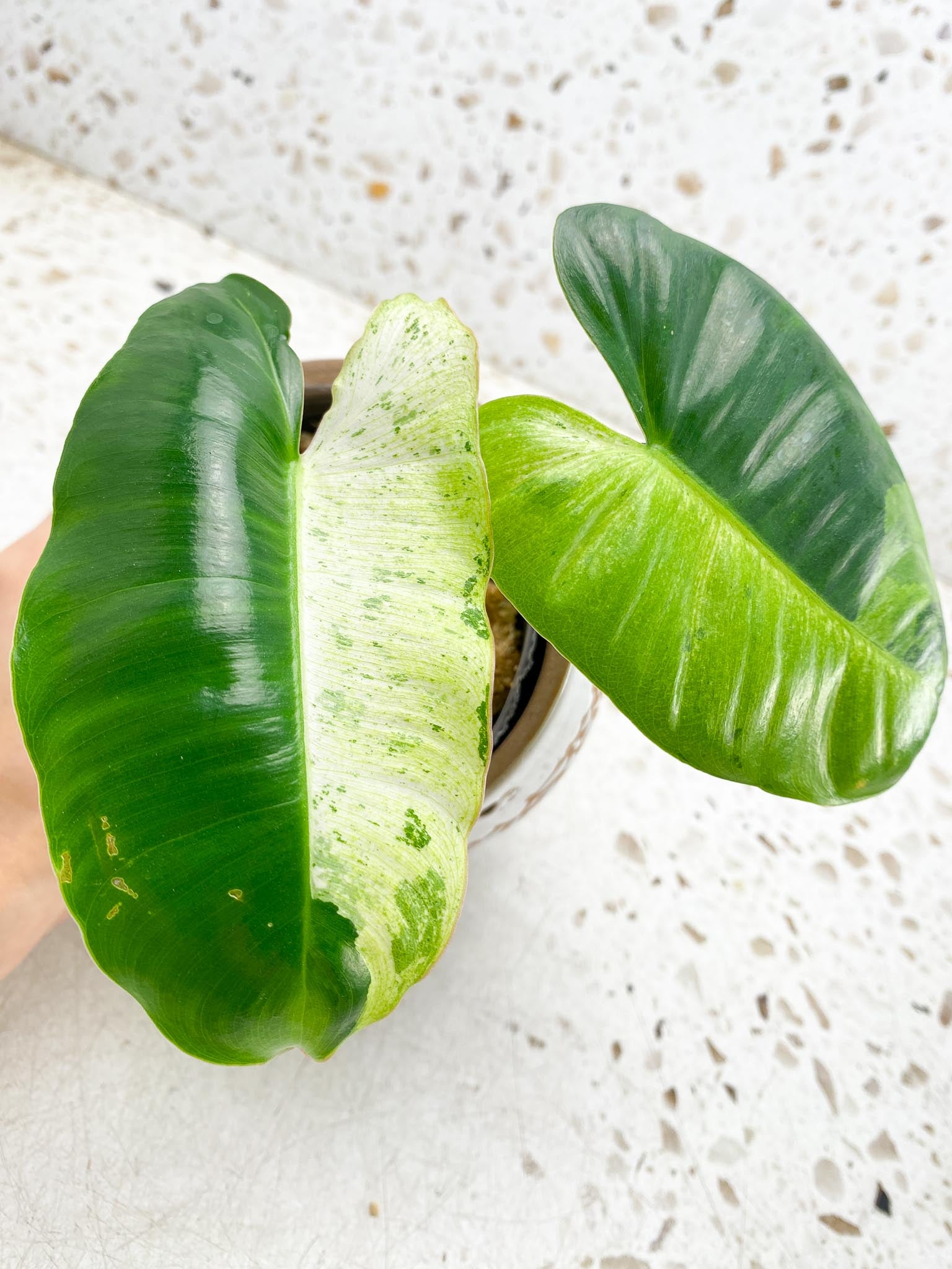 Philodendron  Burle marx White Snow Variegated 2 Leaves  3 Nodes  1 Sprout