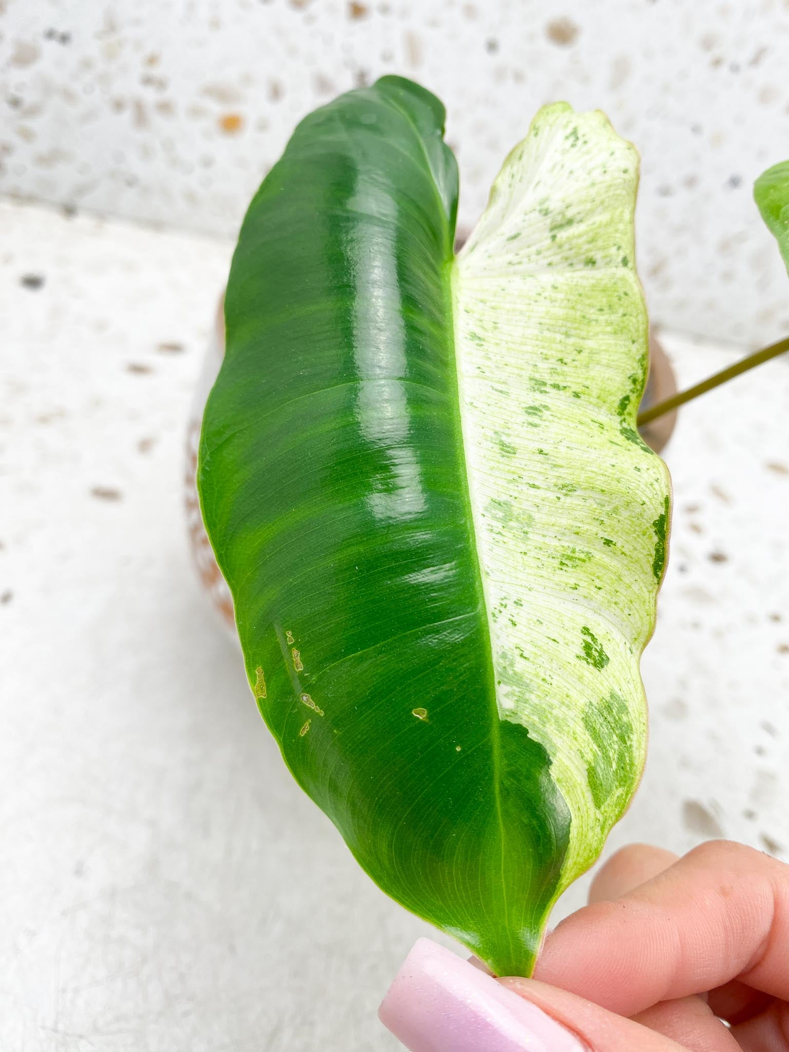 Philodendron  Burle marx White Snow Variegated 2 Leaves  3 Nodes  1 Sprout