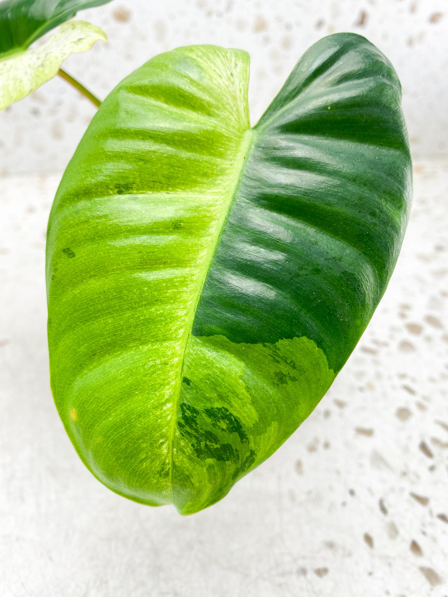 Philodendron  Burle marx White Snow Variegated 2 Leaves  3 Nodes  1 Sprout