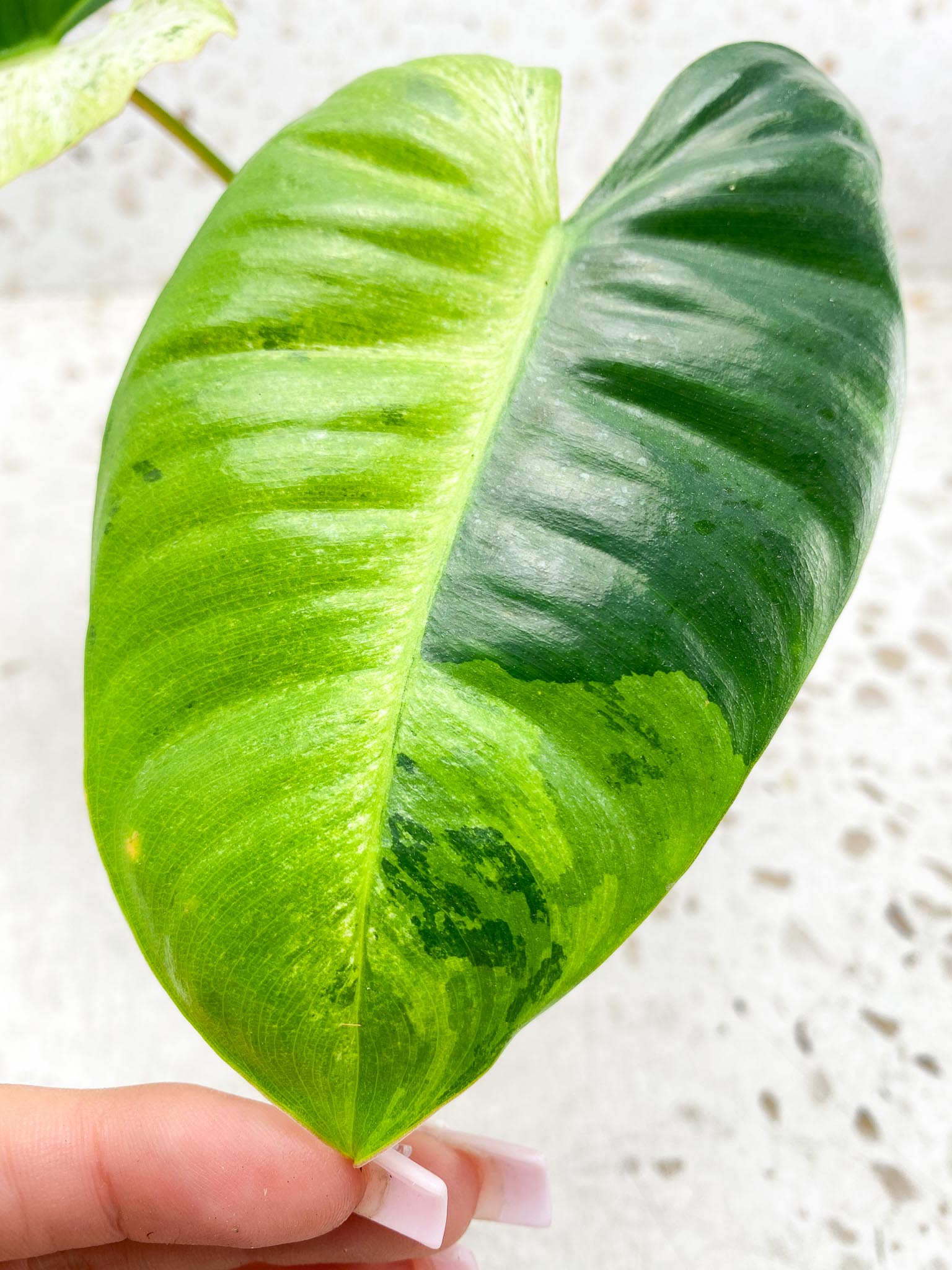 Philodendron  Burle marx White Snow Variegated 2 Leaves  3 Nodes  1 Sprout