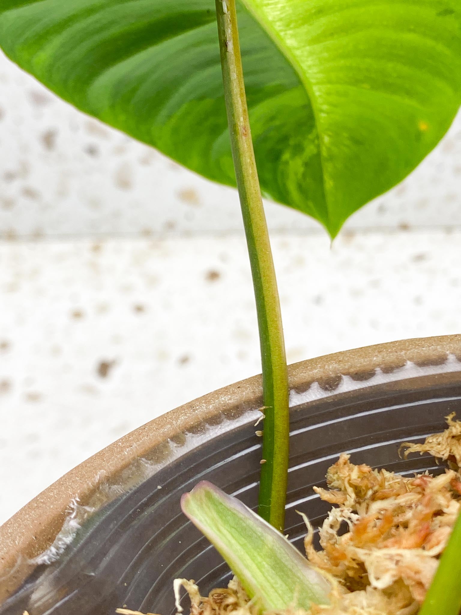 Philodendron  Burle marx White Snow Variegated 2 Leaves  3 Nodes  1 Sprout