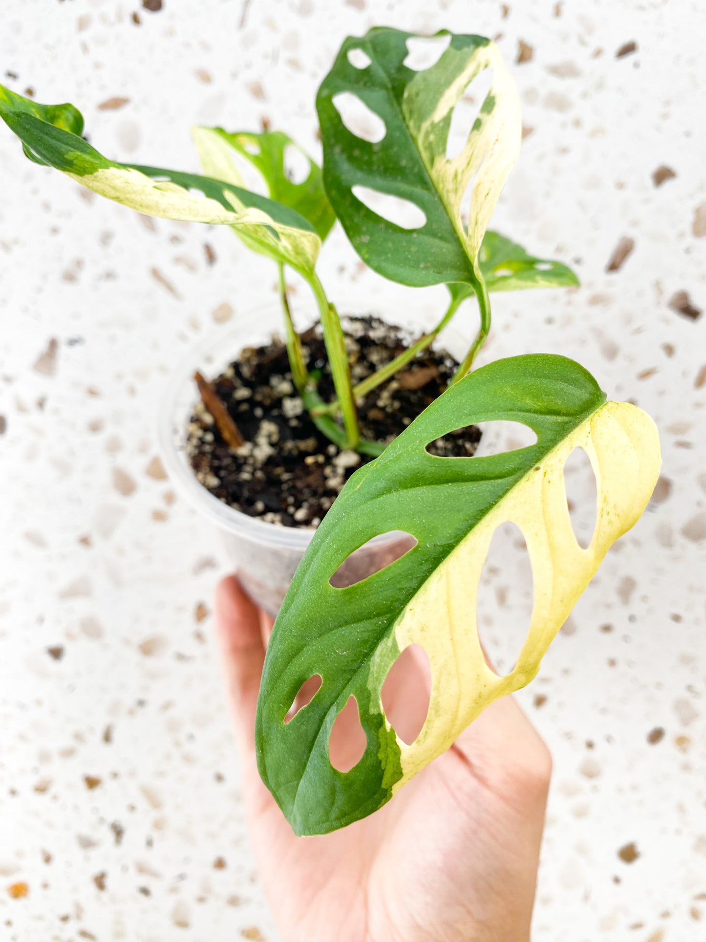 Monstera Acuminata Variegated 5 leaf top cutting