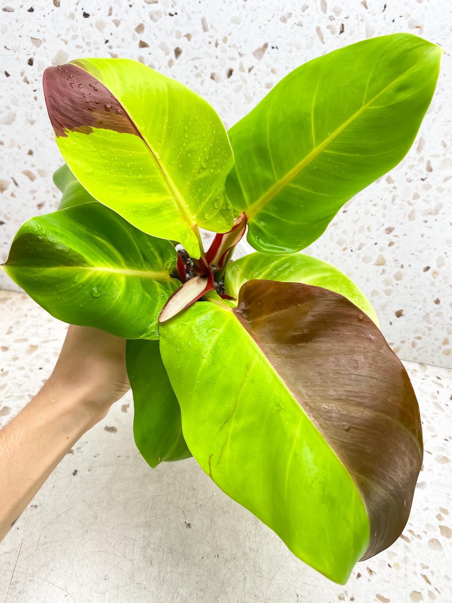 Philodendron Red Moon Variegated mother plant (Multiple Options)