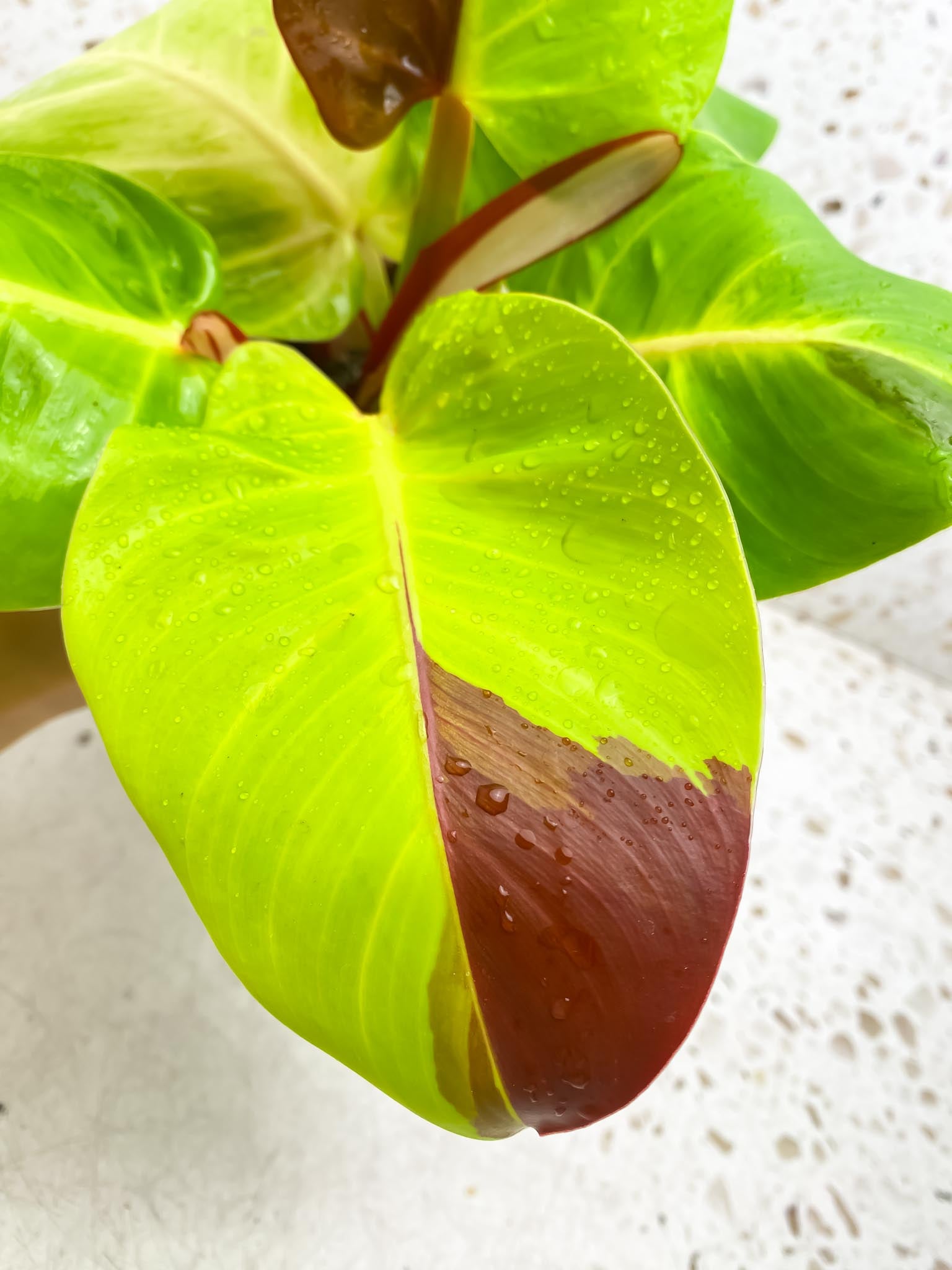 Philodendron Red Moon Variegated mother plant (Multiple Options)