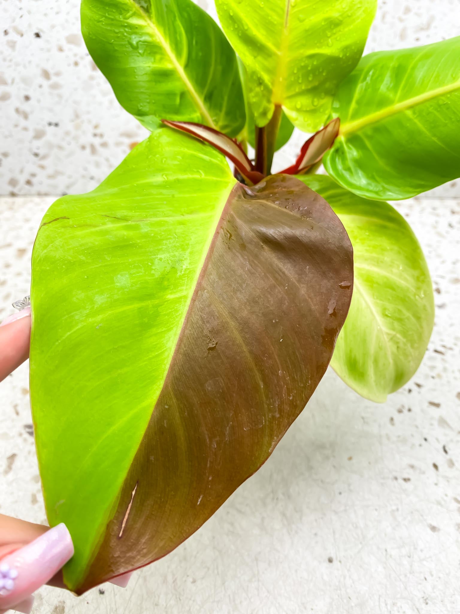 Philodendron Red Moon Variegated mother plant (Multiple Options)