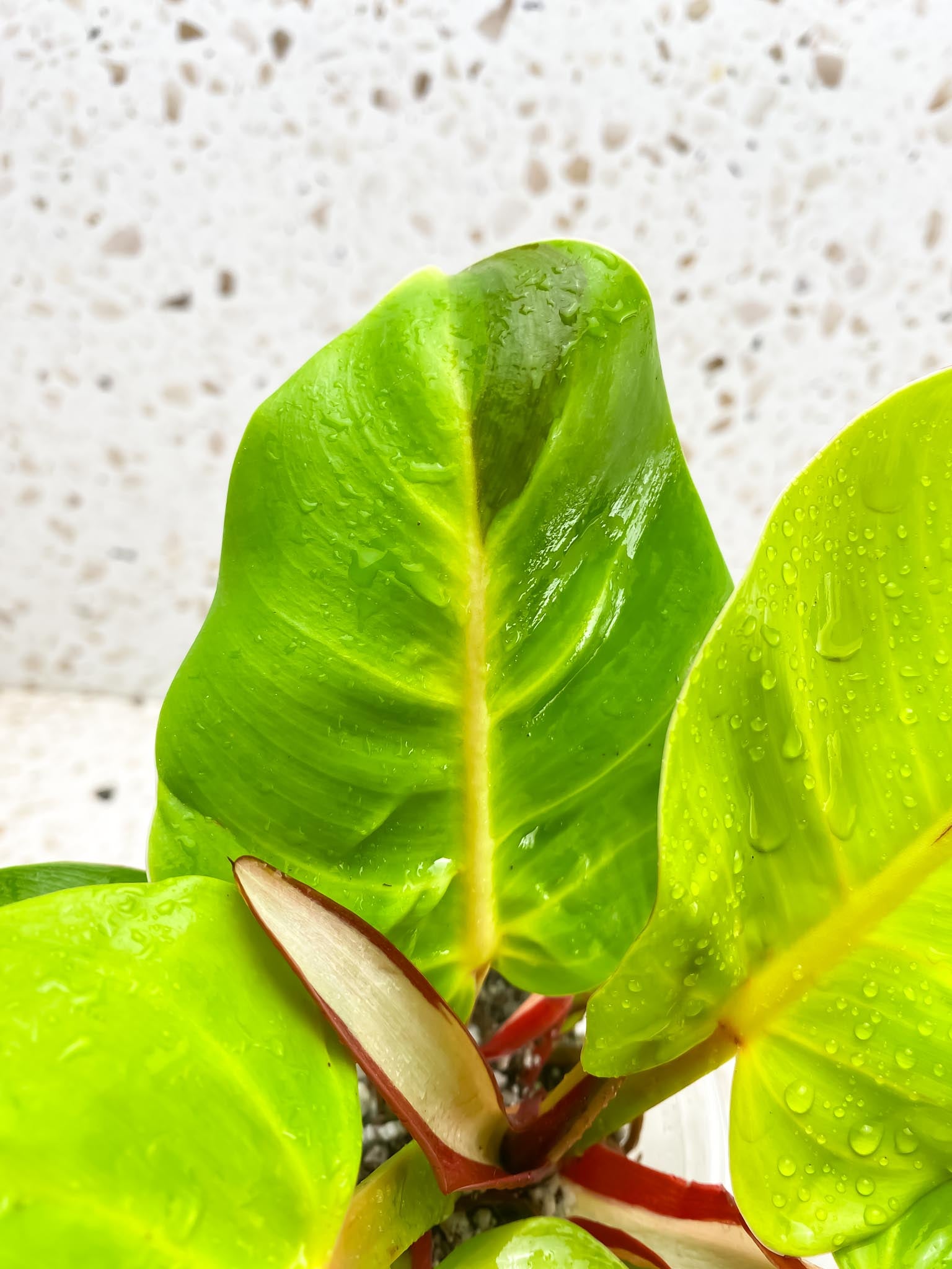 Philodendron Red Moon Variegated mother plant (Multiple Options)