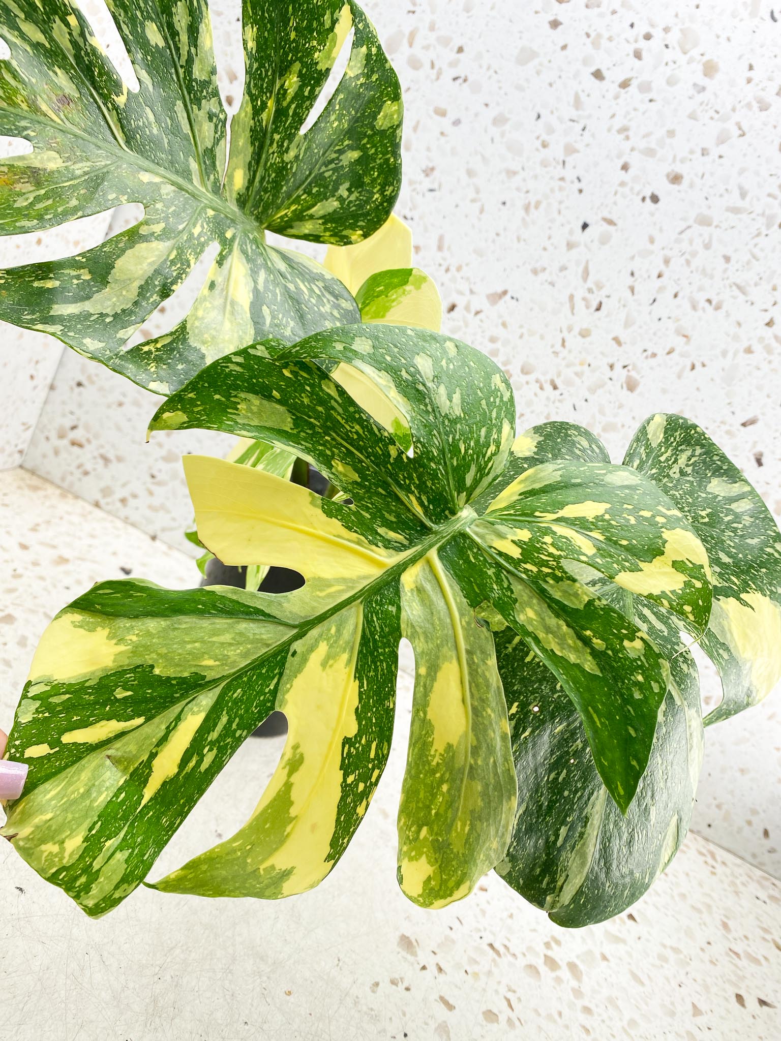 Monstera Thai Constellation  Creme Brulee Variegated 4 Leaves  4 Nodes  Top Cutting Rooted-