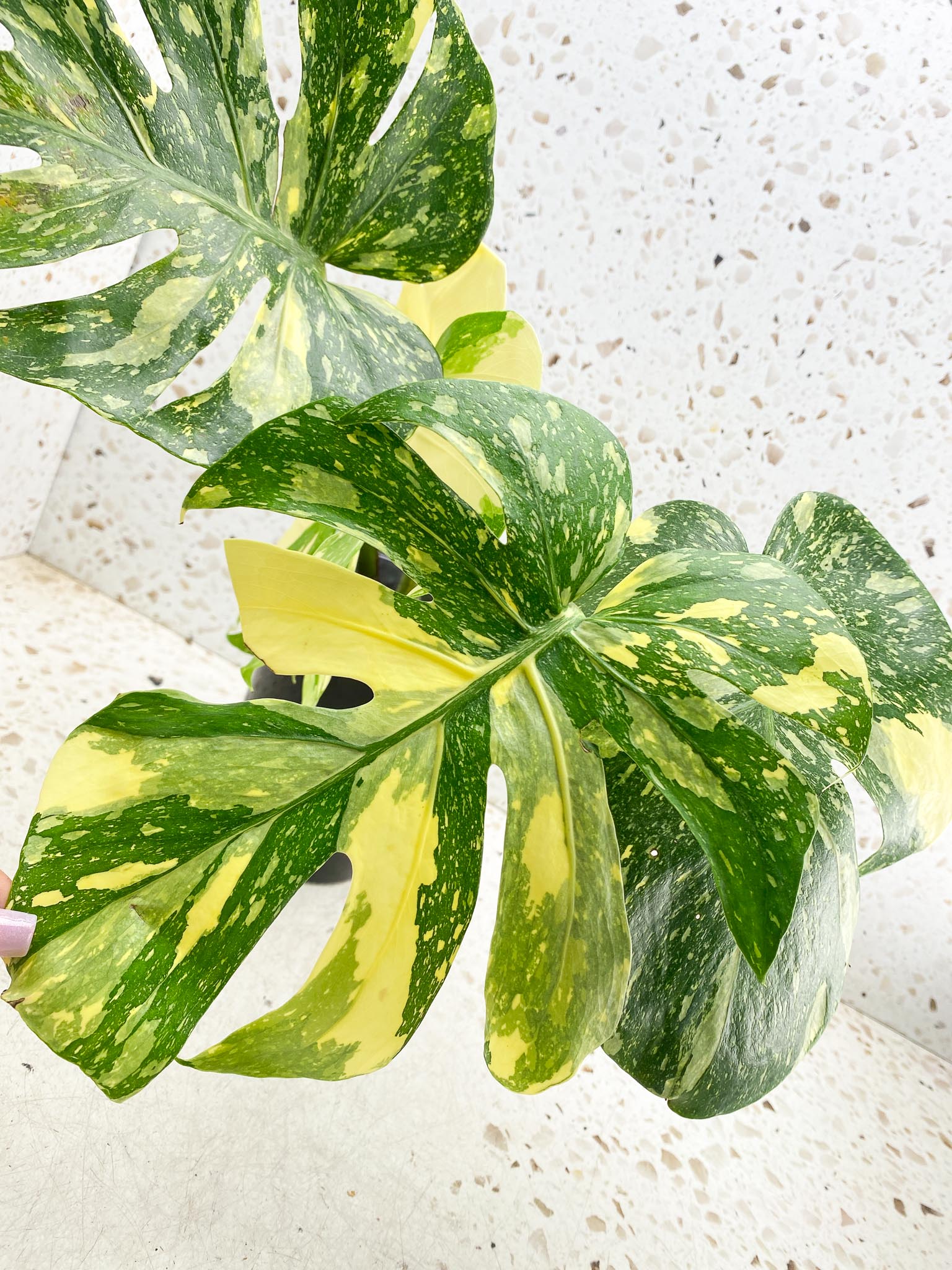 Monstera Thai Constellation  Creme Brulee Variegated 4 Leaves  4 Nodes  Top Cutting Rooted-