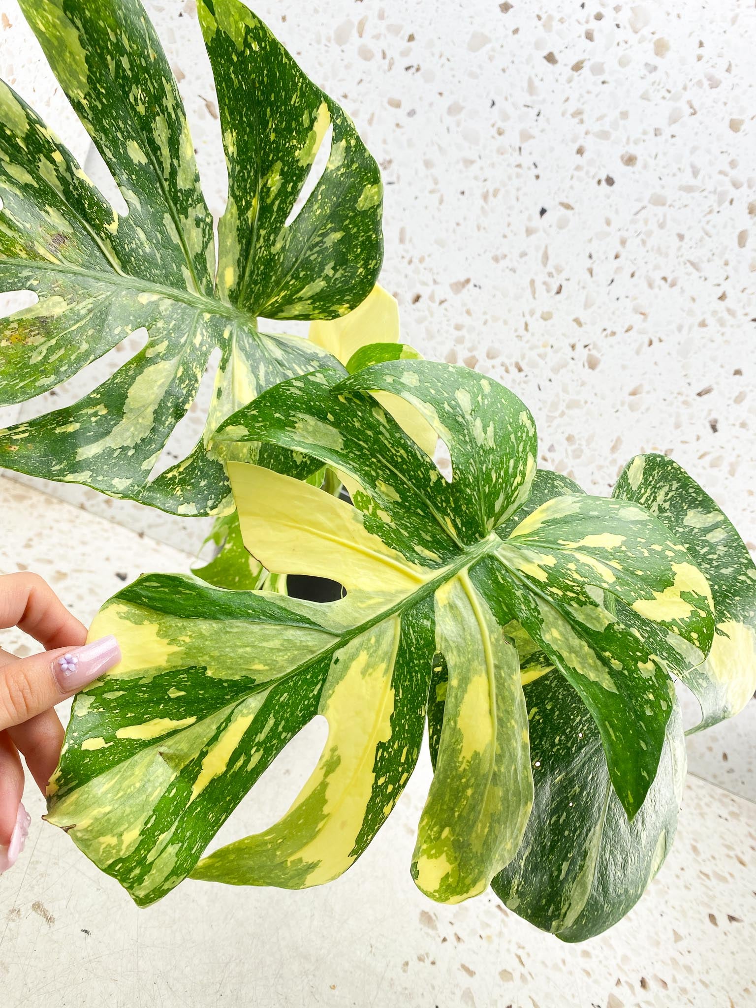 Monstera Thai Constellation  Creme Brulee Variegated 4 Leaves  4 Nodes  Top Cutting Rooted-