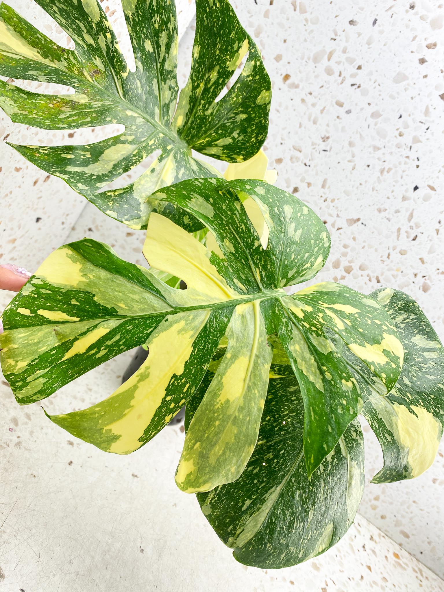 Monstera Thai Constellation  Creme Brulee Variegated 4 Leaves  4 Nodes  Top Cutting Rooted-