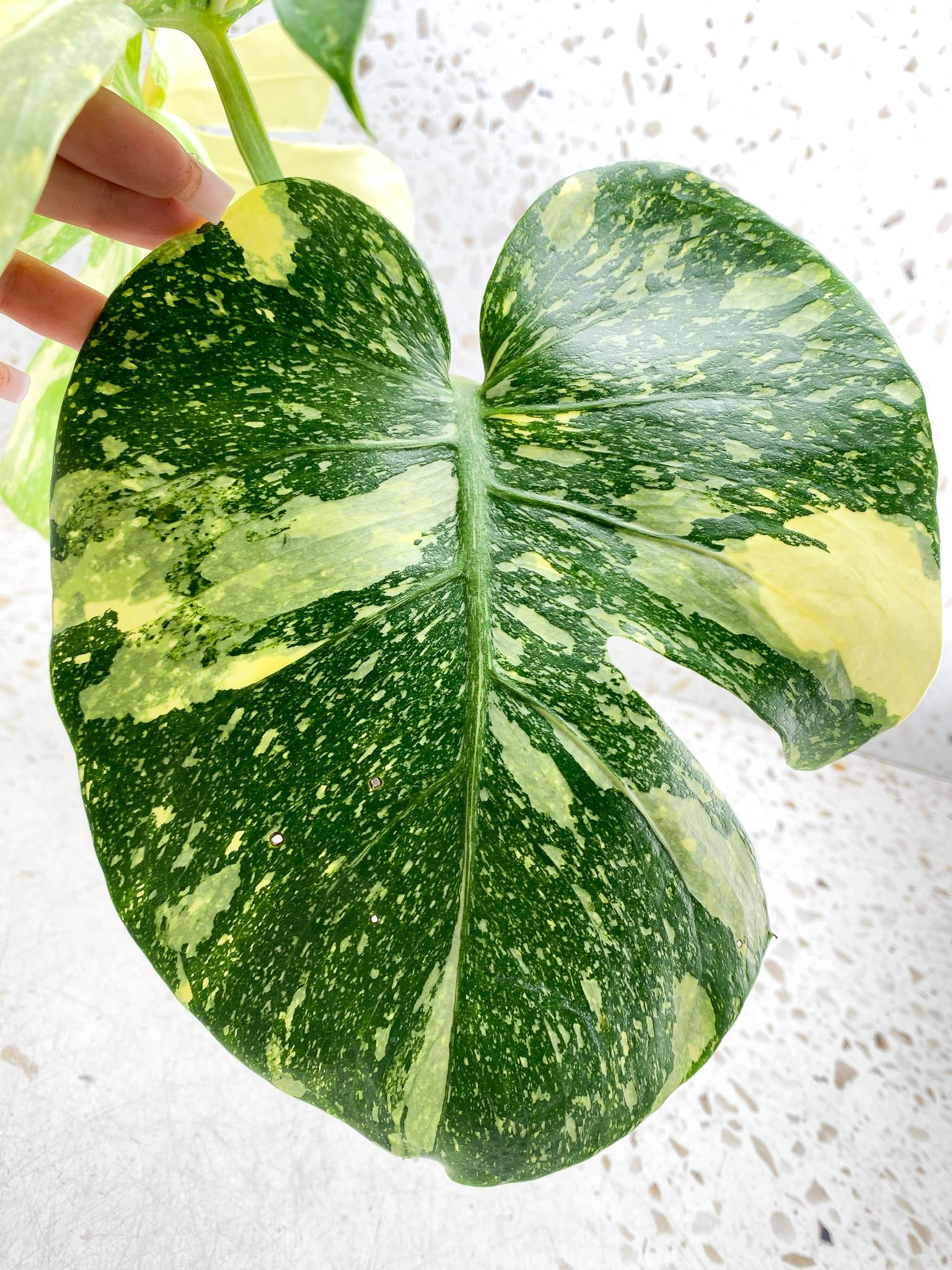 Monstera Thai Constellation  Creme Brulee Variegated 4 Leaves  4 Nodes  Top Cutting Rooted-