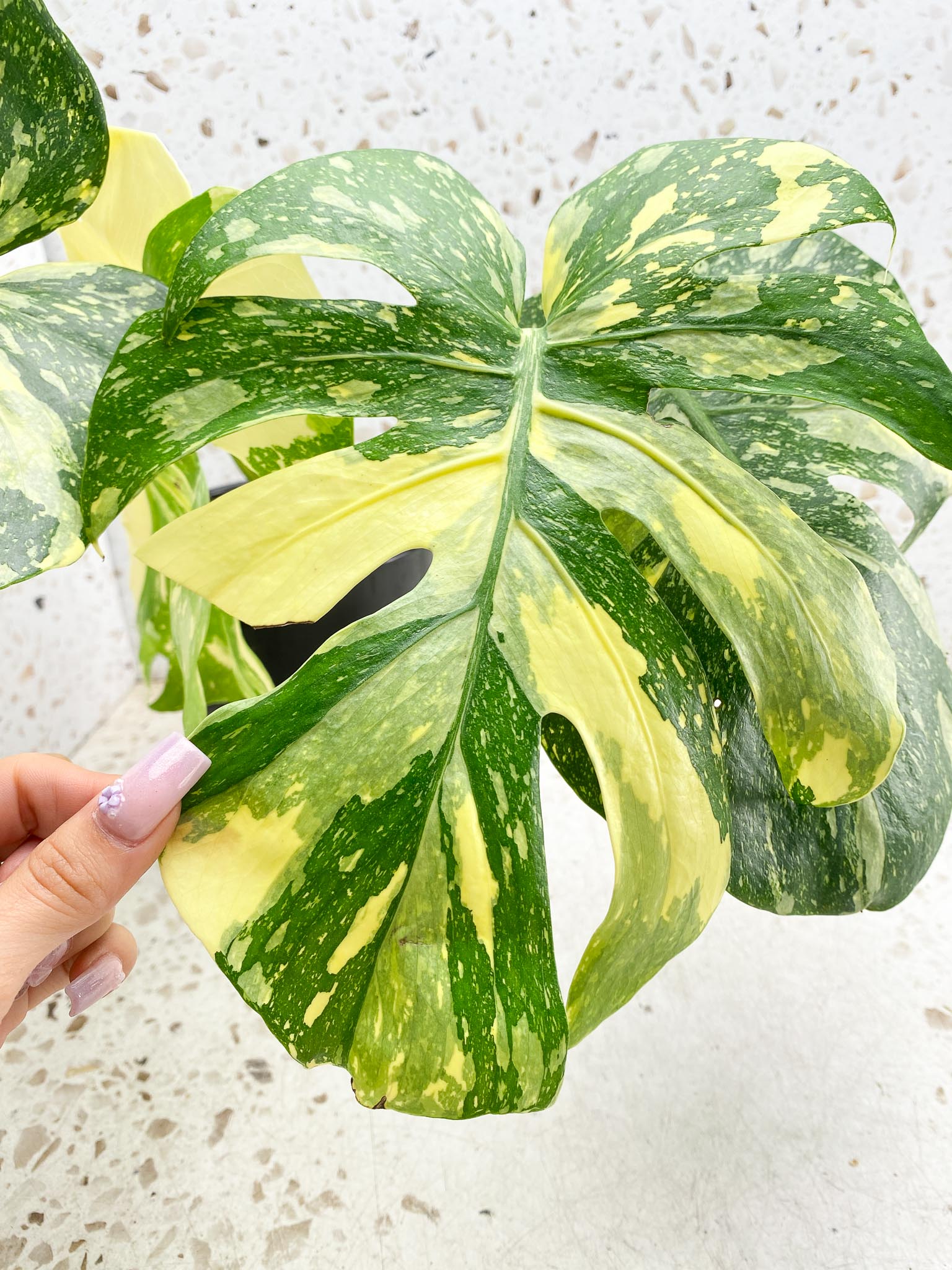 Monstera Thai Constellation  Creme Brulee Variegated 4 Leaves  4 Nodes  Top Cutting Rooted-