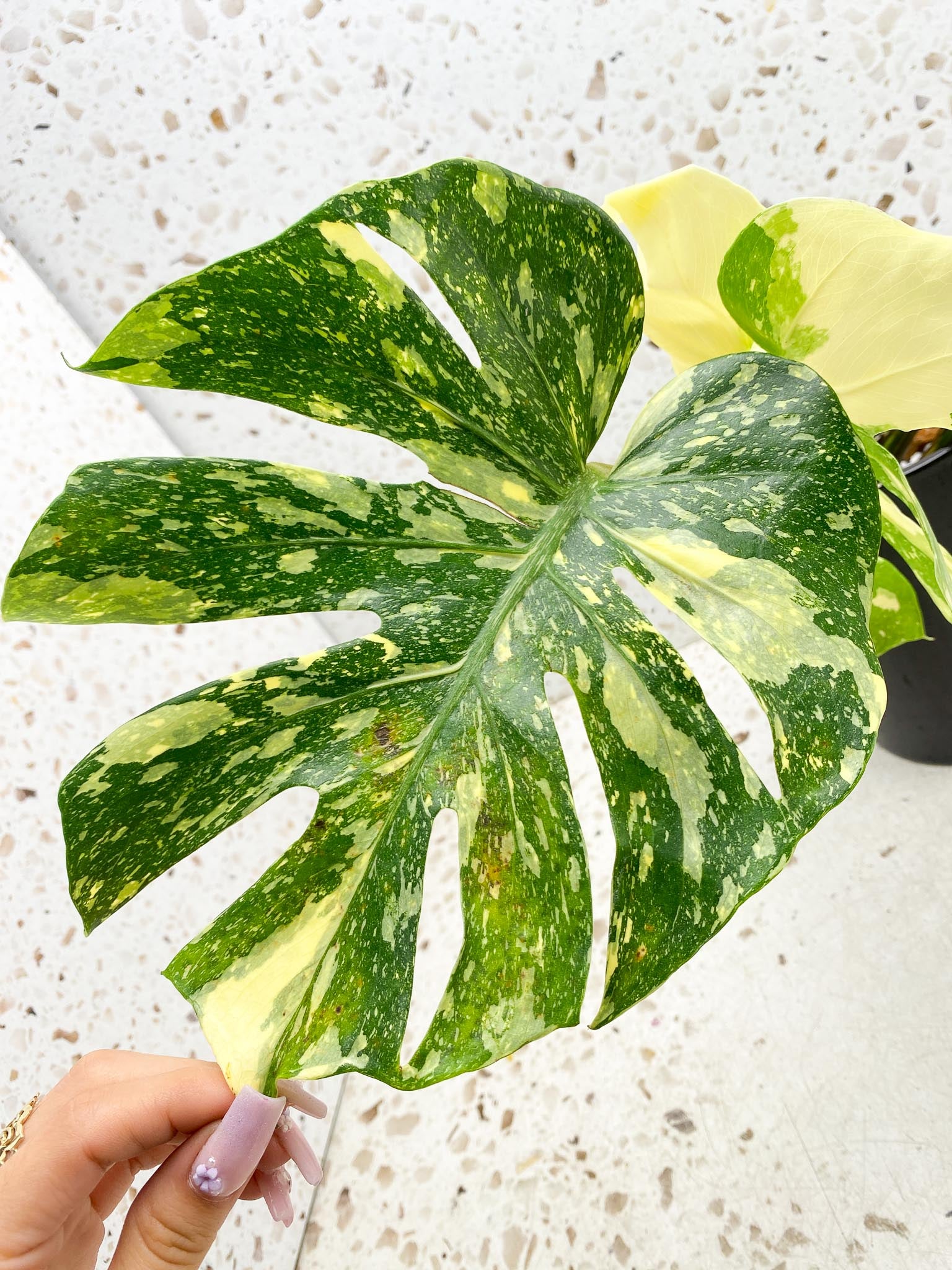 Monstera Thai Constellation  Creme Brulee Variegated 4 Leaves  4 Nodes  Top Cutting Rooted-