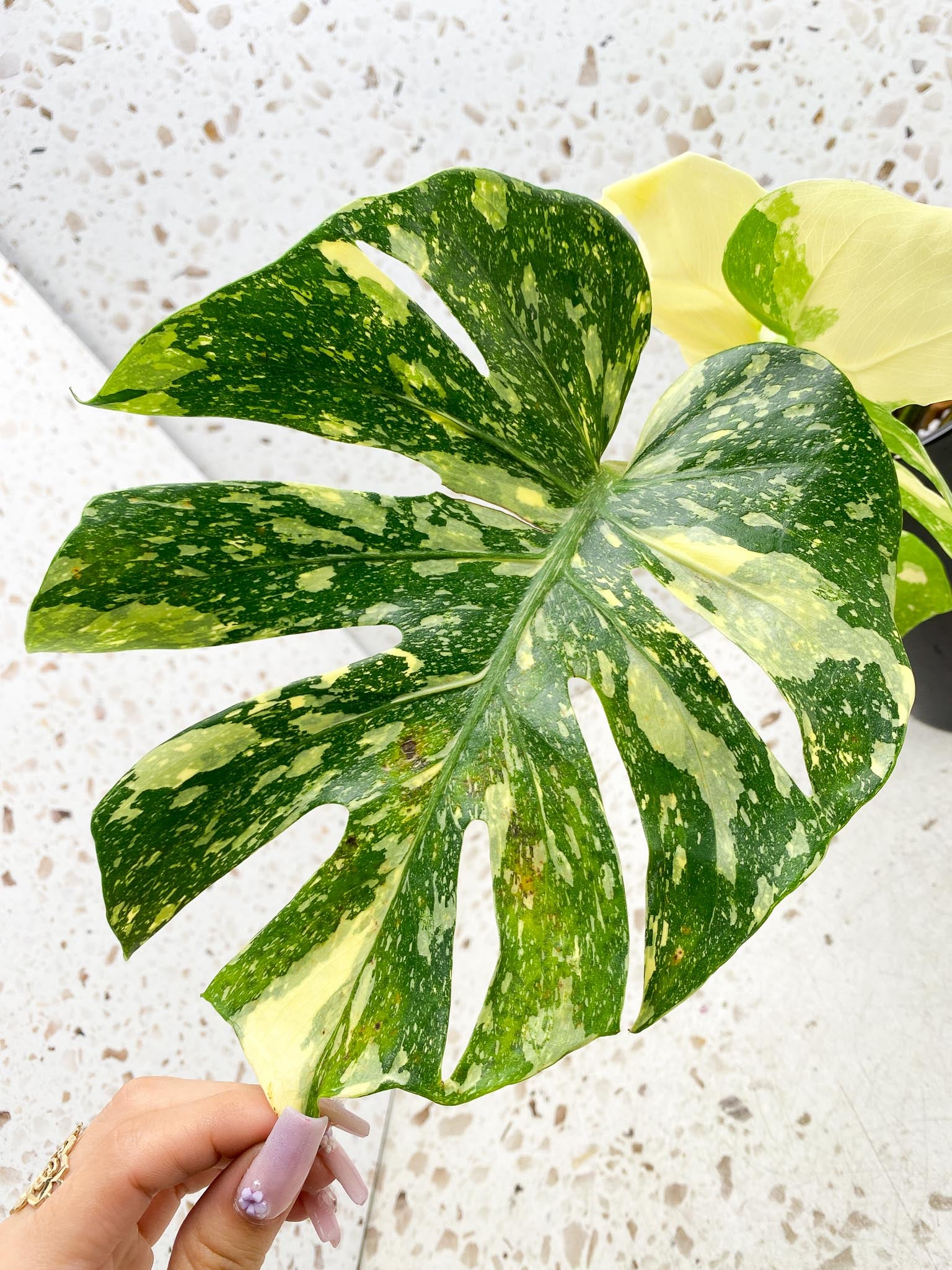 Monstera Thai Constellation  Creme Brulee Variegated 4 Leaves  4 Nodes  Top Cutting Rooted-