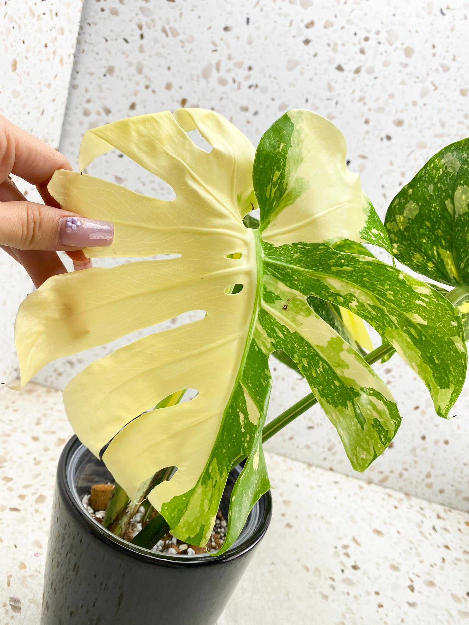 Monstera Thai Constellation  Creme Brulee Variegated 4 Leaves  4 Nodes  Top Cutting Rooted-