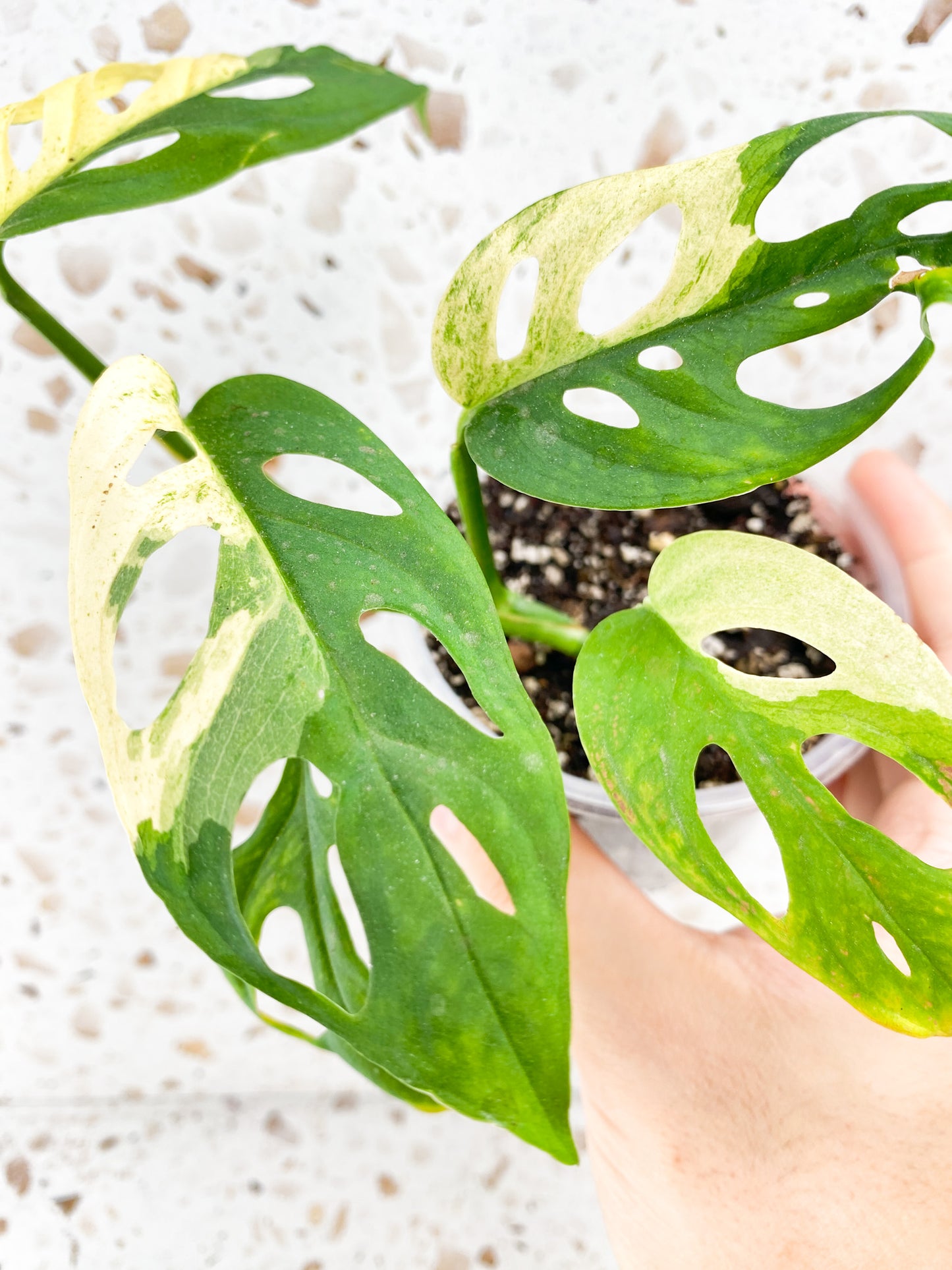 Monstera Acuminata Variegated 5 leaf top cutting