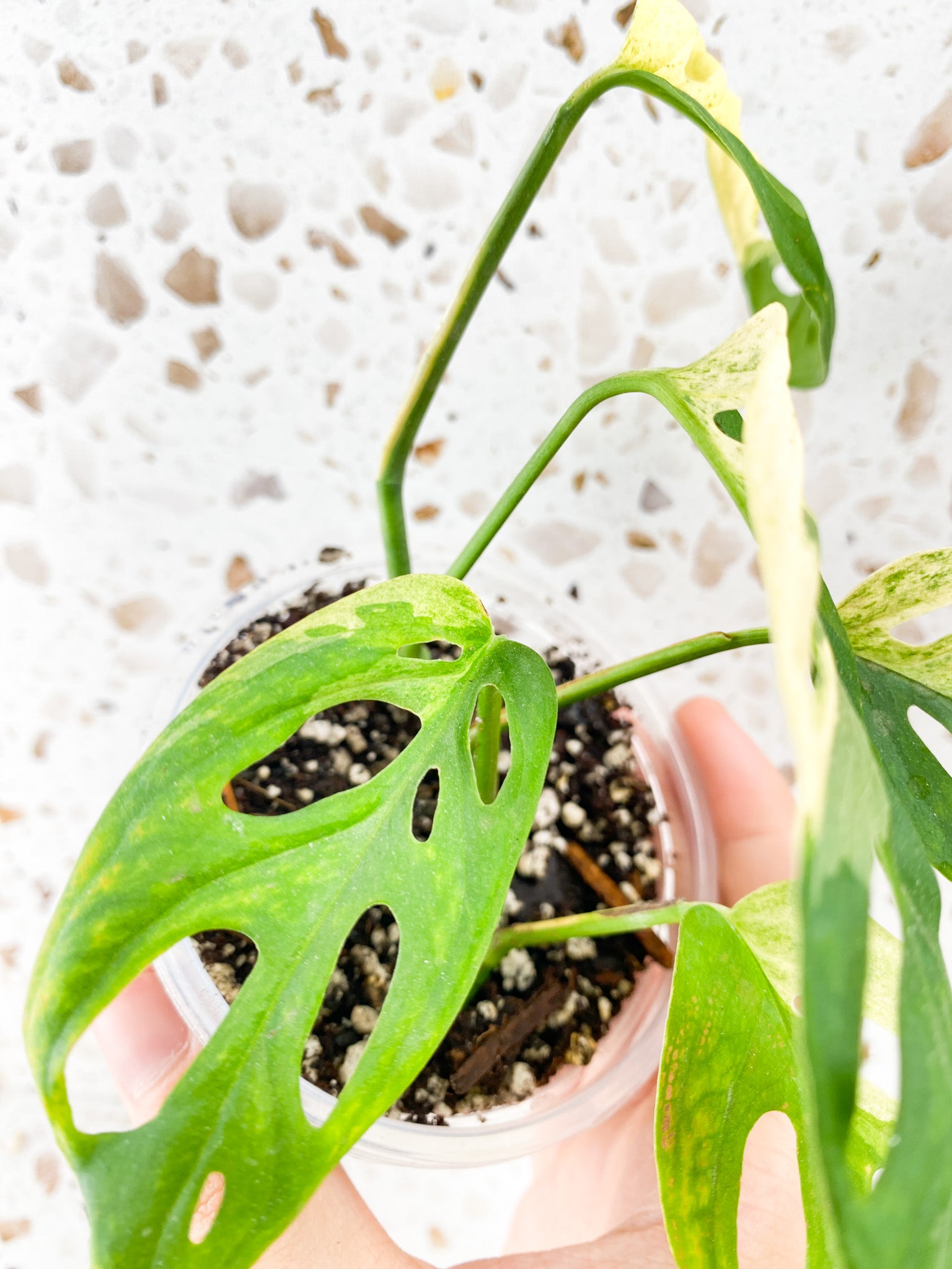 Monstera Acuminata Variegated 5 leaf top cutting