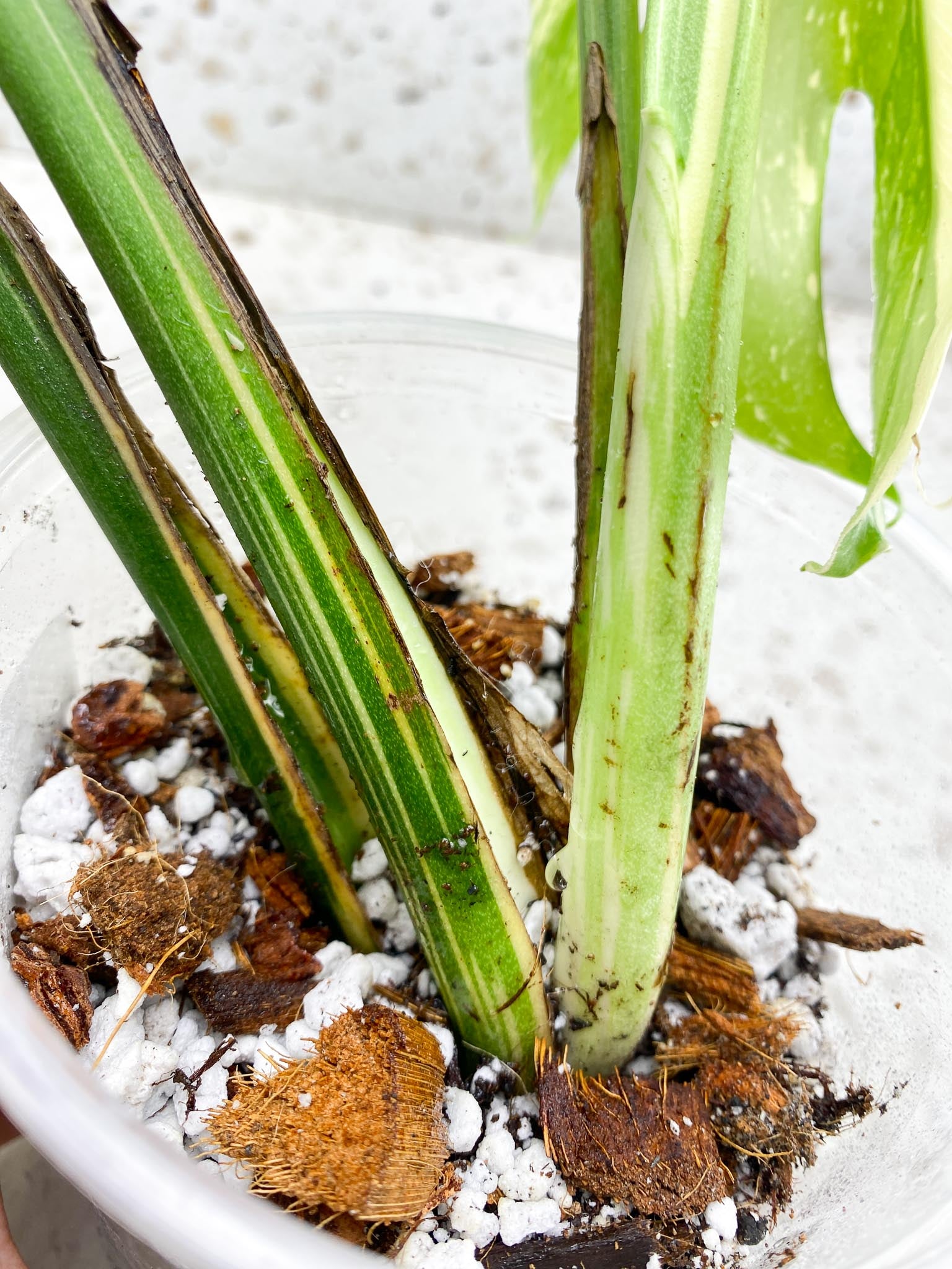 Monstera Thai Constellation  Creme Brulee Variegated 4 Leaves  4 Nodes  Top Cutting Rooted-