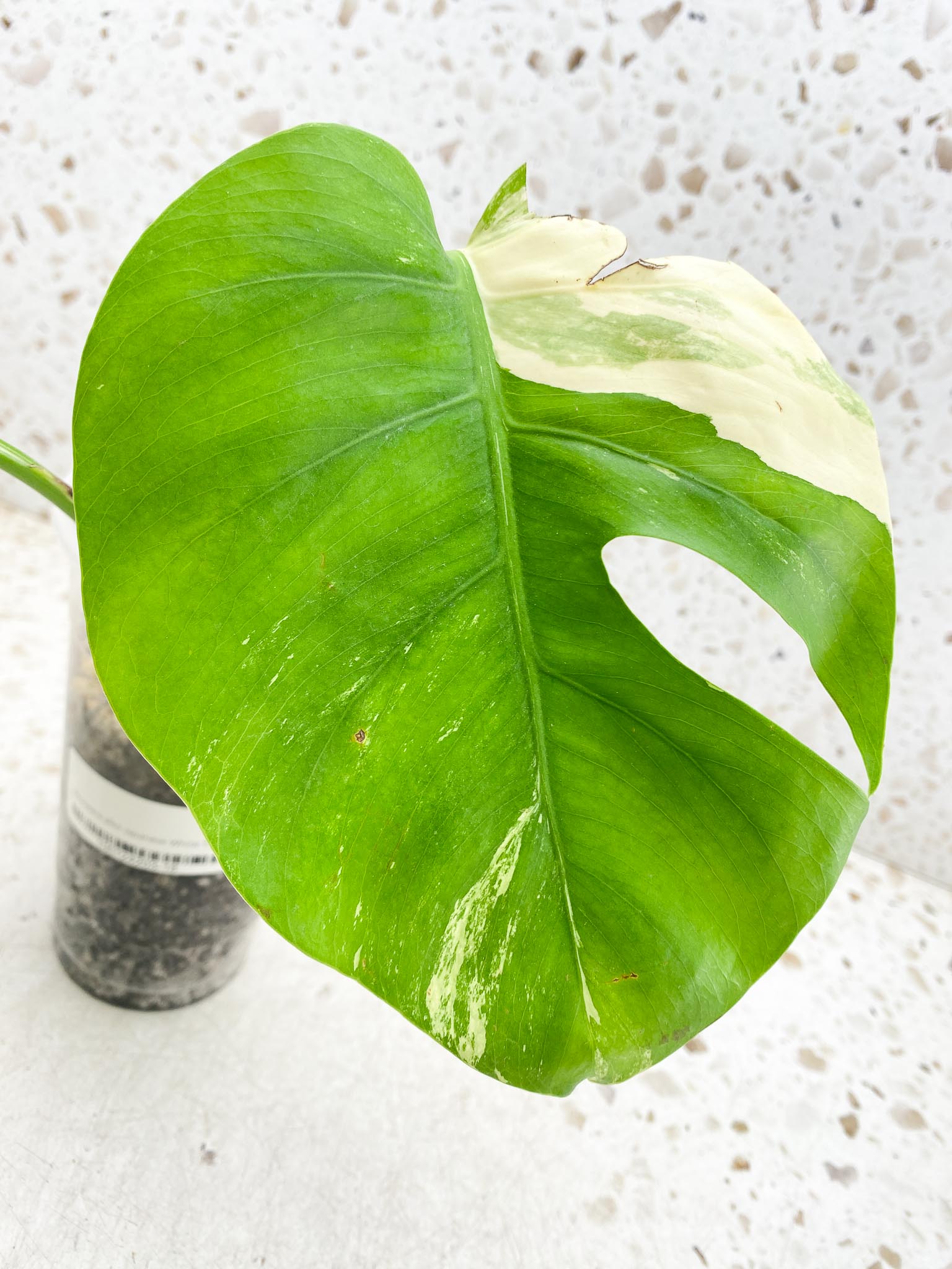 *Monstera albo Japanese White Tiger Variegated 2 Leaves  2 Nodes sectoral variegation