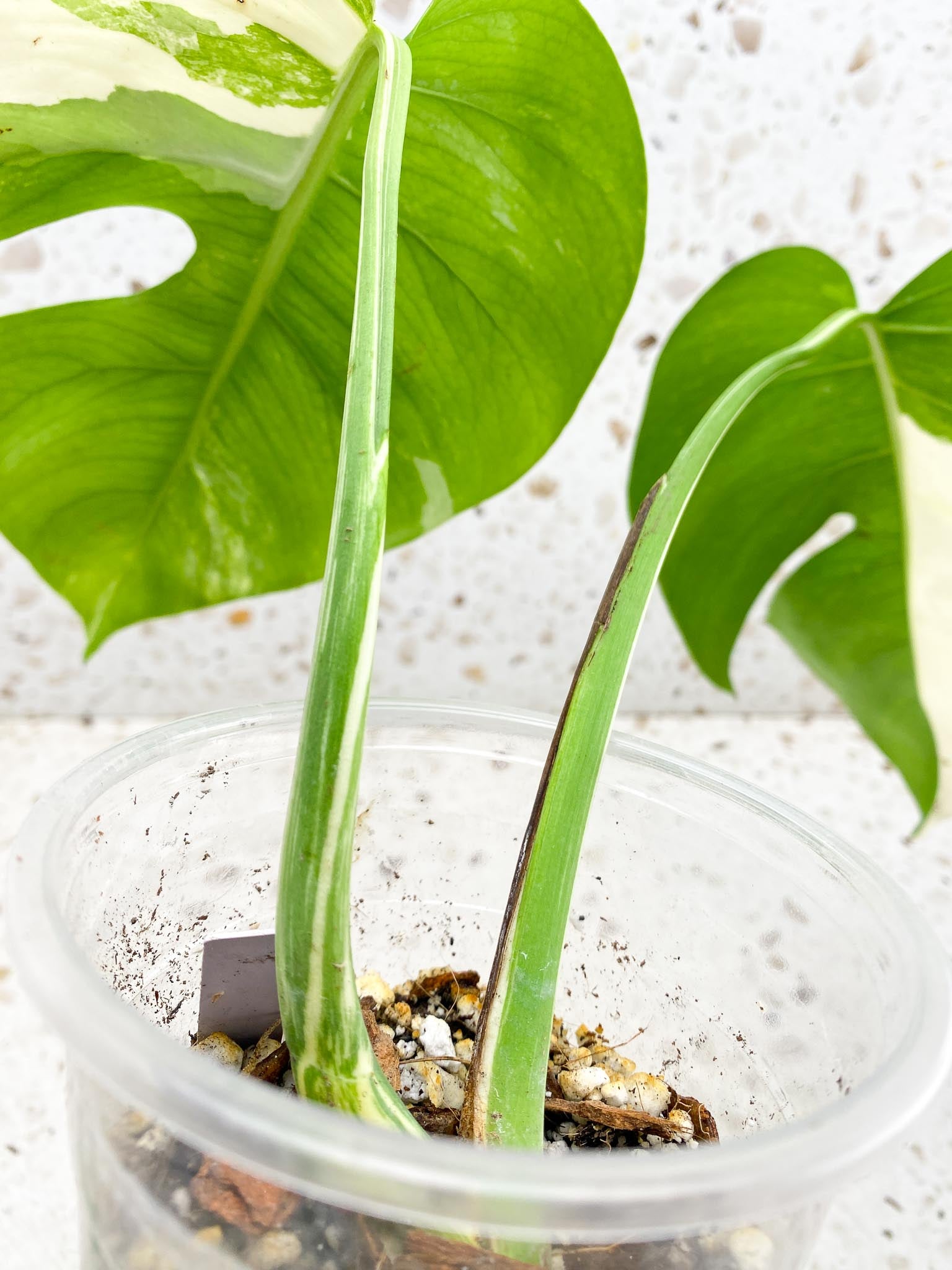 *Monstera albo Japanese White Tiger Variegated 2 Leaves  2 Nodes sectoral variegation