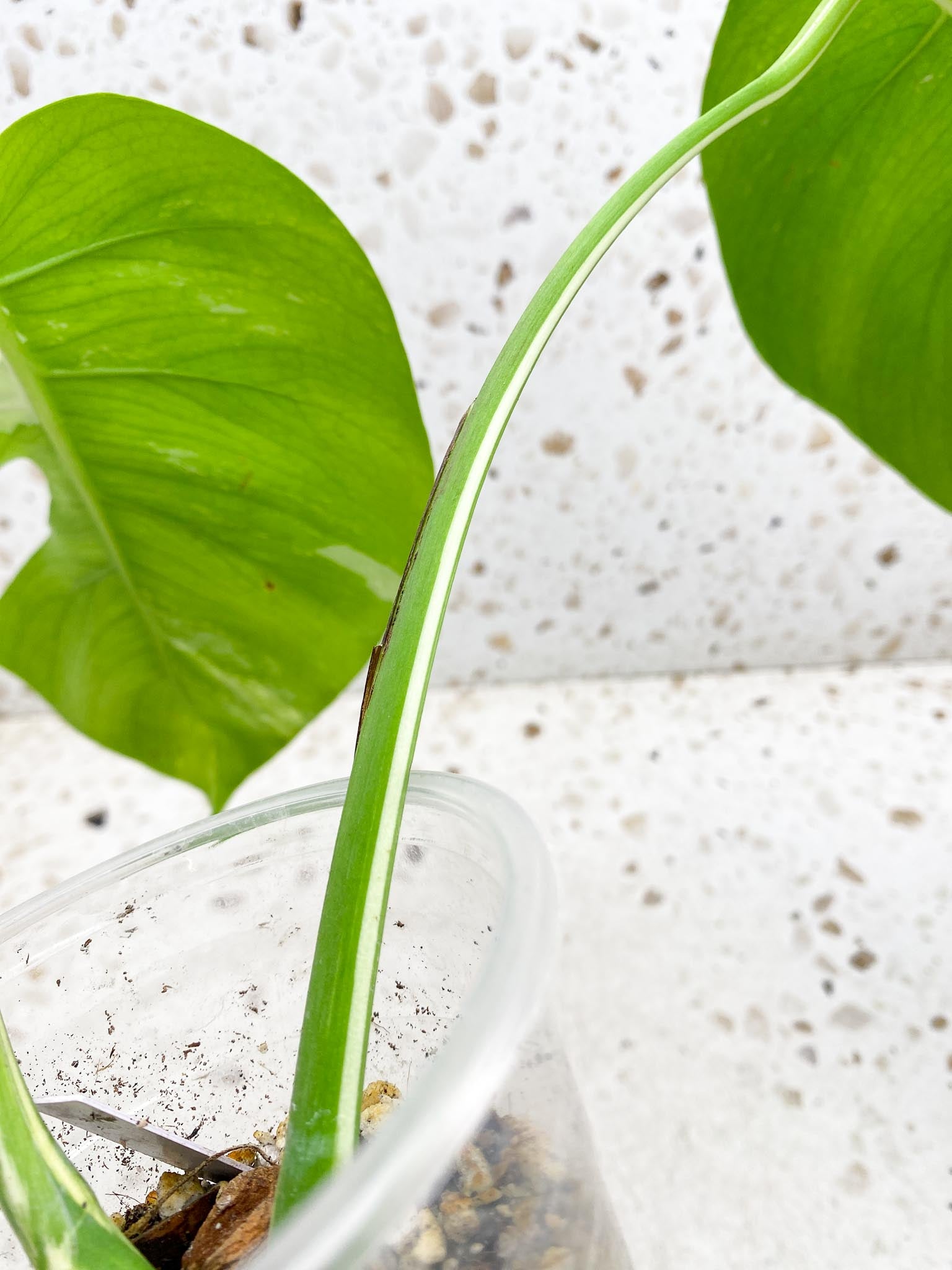 *Monstera albo Japanese White Tiger Variegated 2 Leaves  2 Nodes sectoral variegation