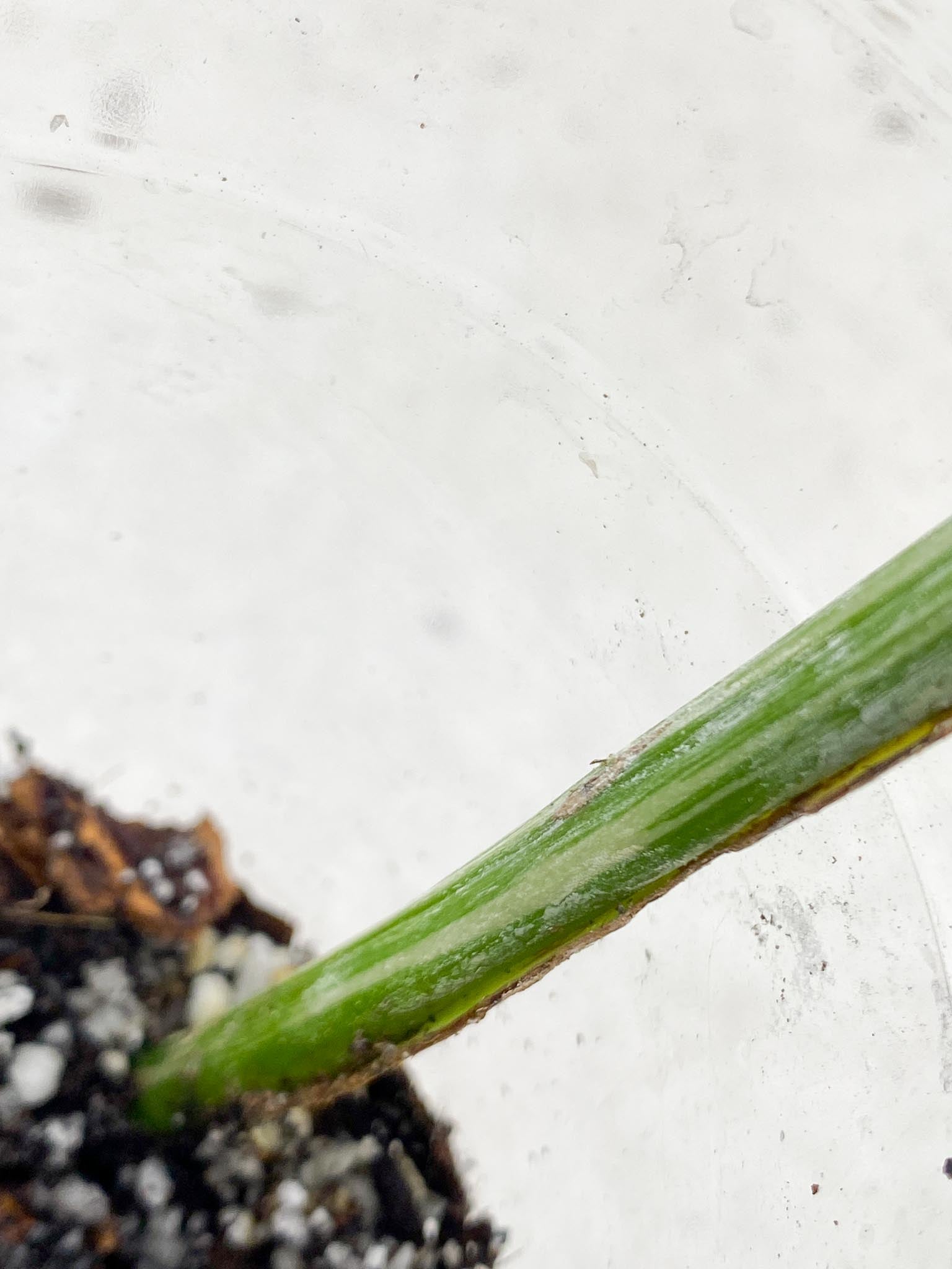 *Monstera albo Japanese White  Tiger Variegated  1 Leaf  Rooted