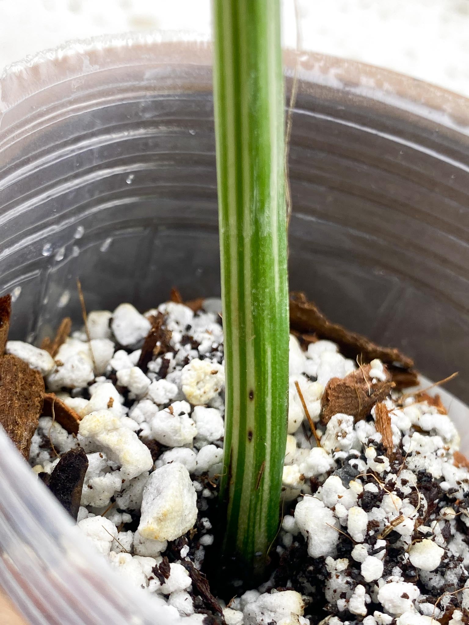 Monstera albo Japanese White  Tiger Variegated 2 Leaves  2 Nodes  Rooted